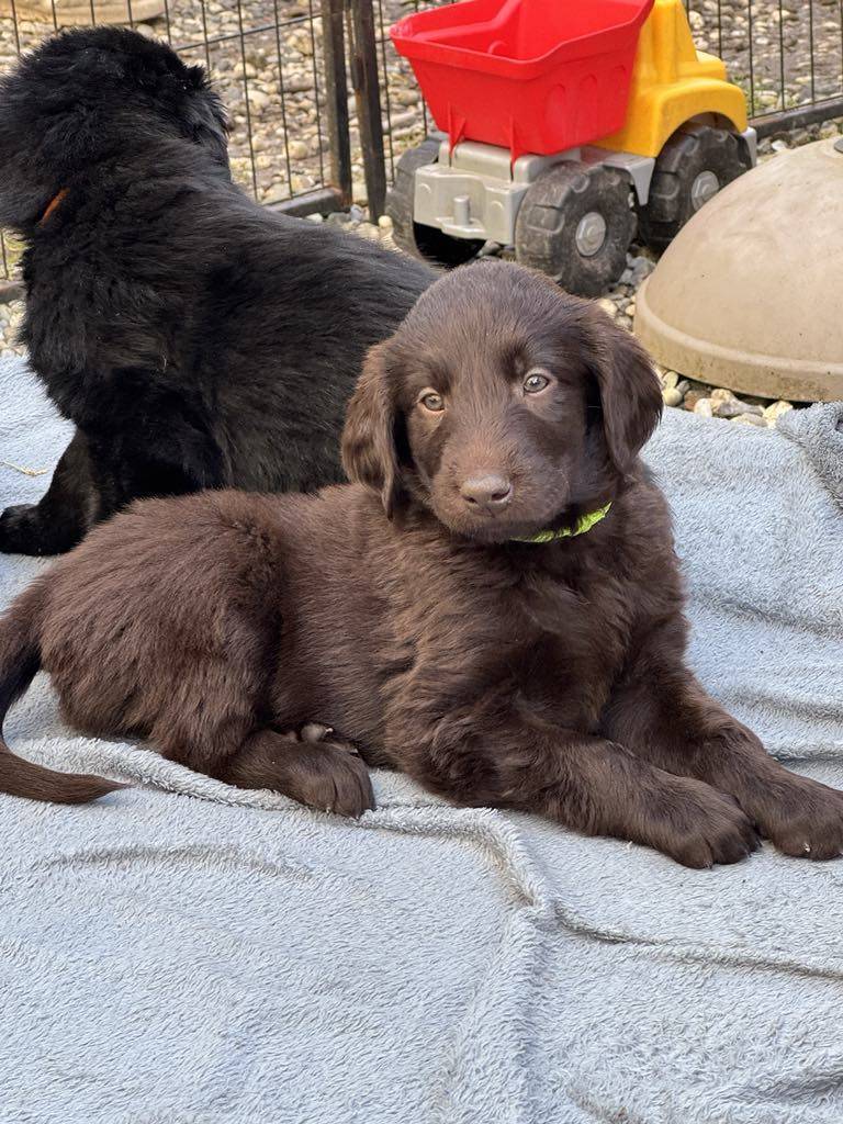 Chiots Flat Coated Retriever à l'adoption  sixième