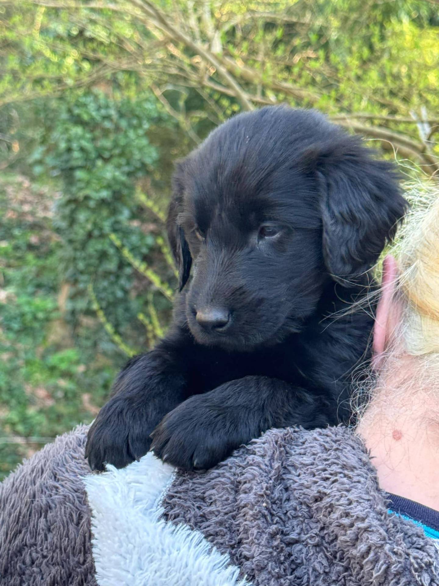 Chiots Flat Coated Retriever à l'adoption  quatrième