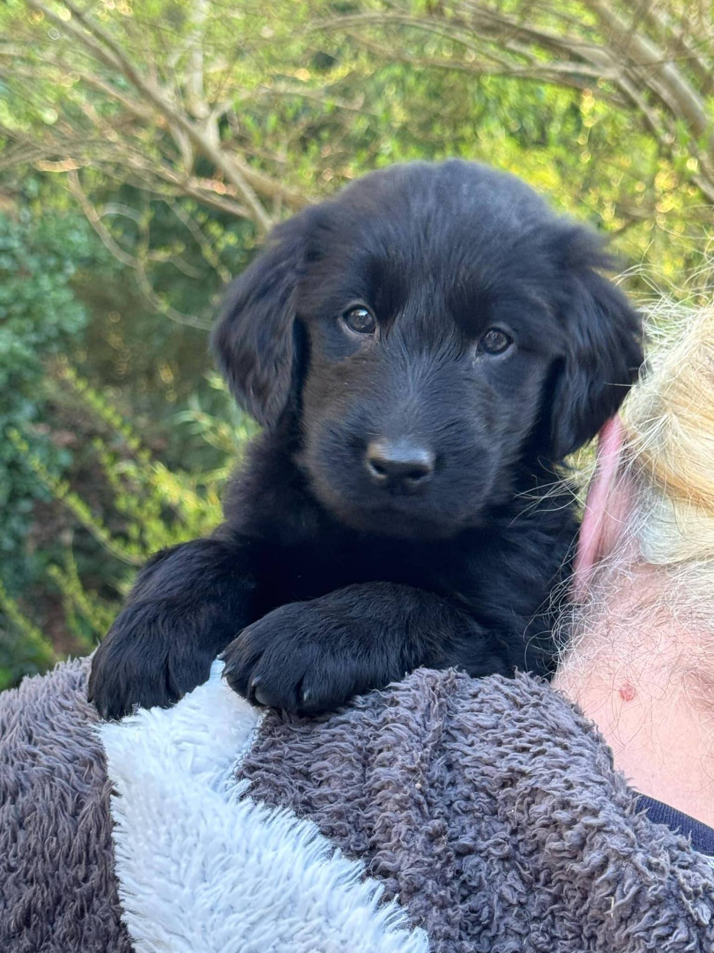 Chiots Flat Coated Retriever à l'adoption  huitième