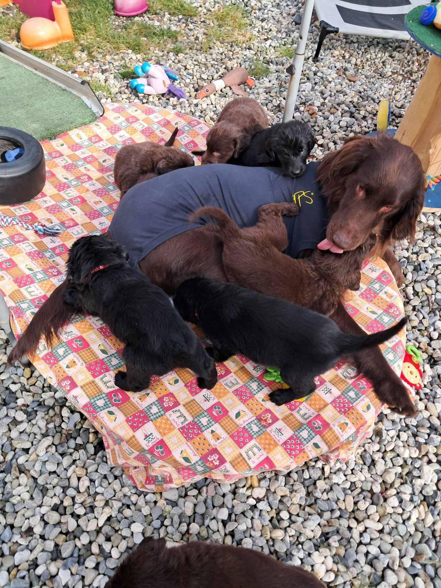 Chiots Flat Coated Retriever à l'adoption  sixième