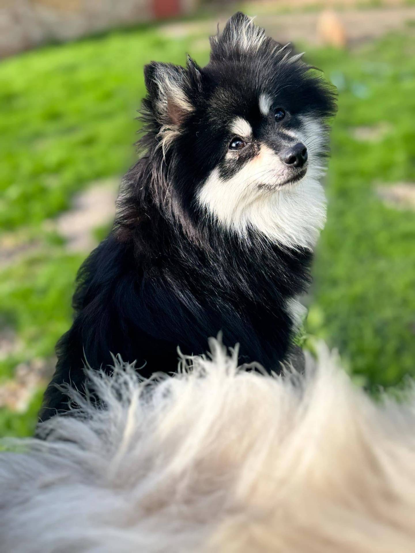 Spitz extra naine  deuxième
