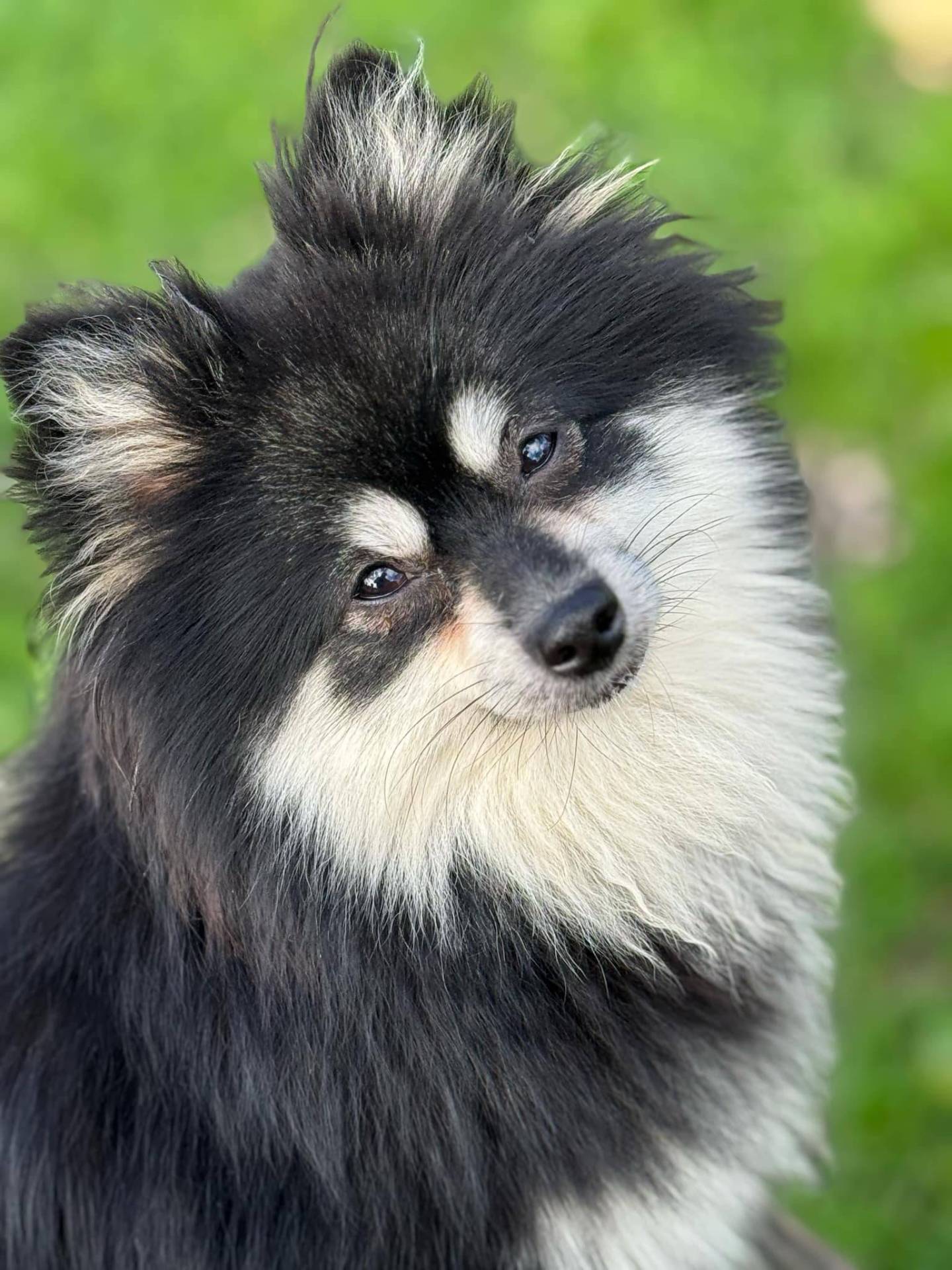 Spitz extra naine  neuvième