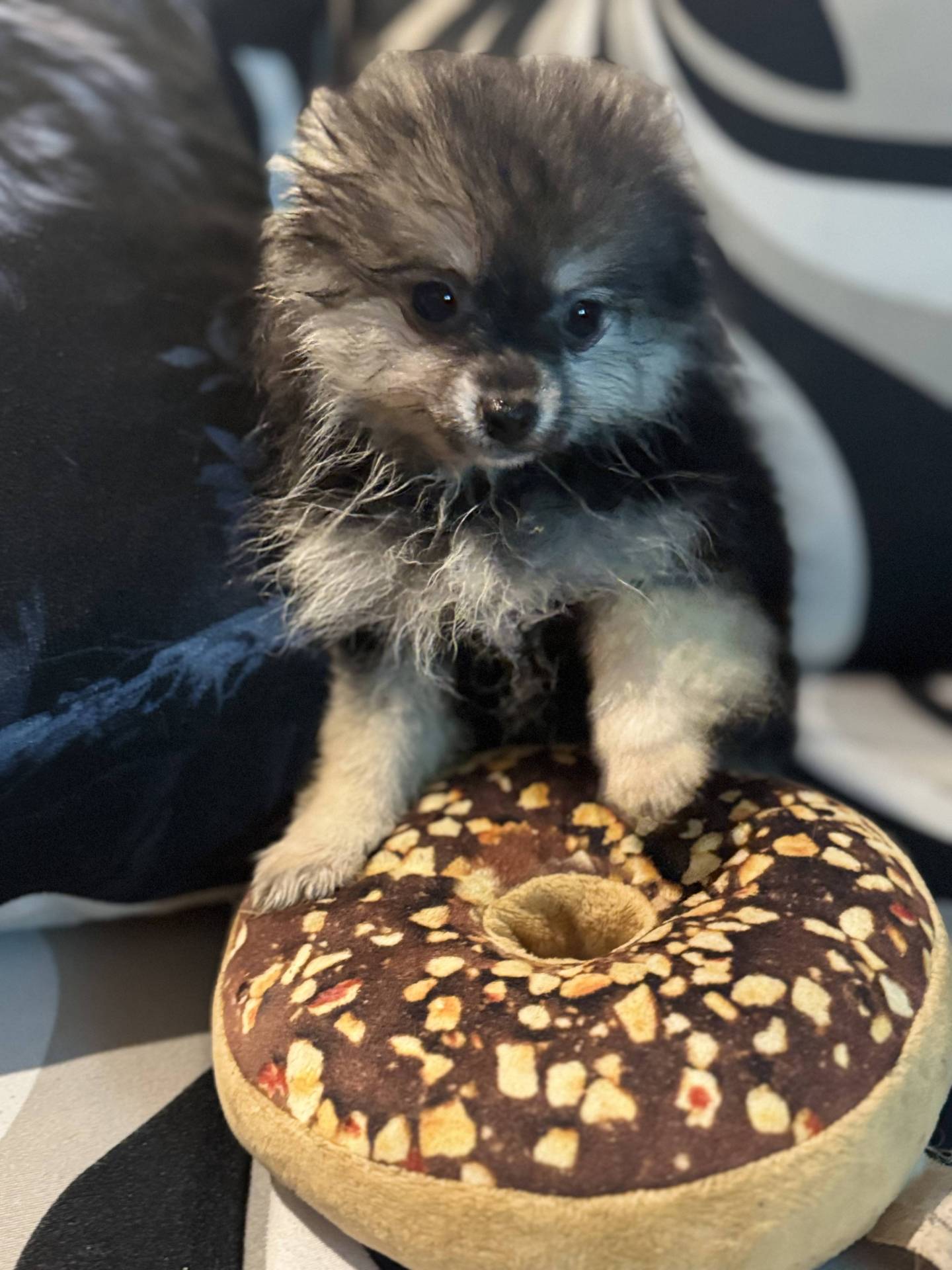 Spitz extra naine  deuxième