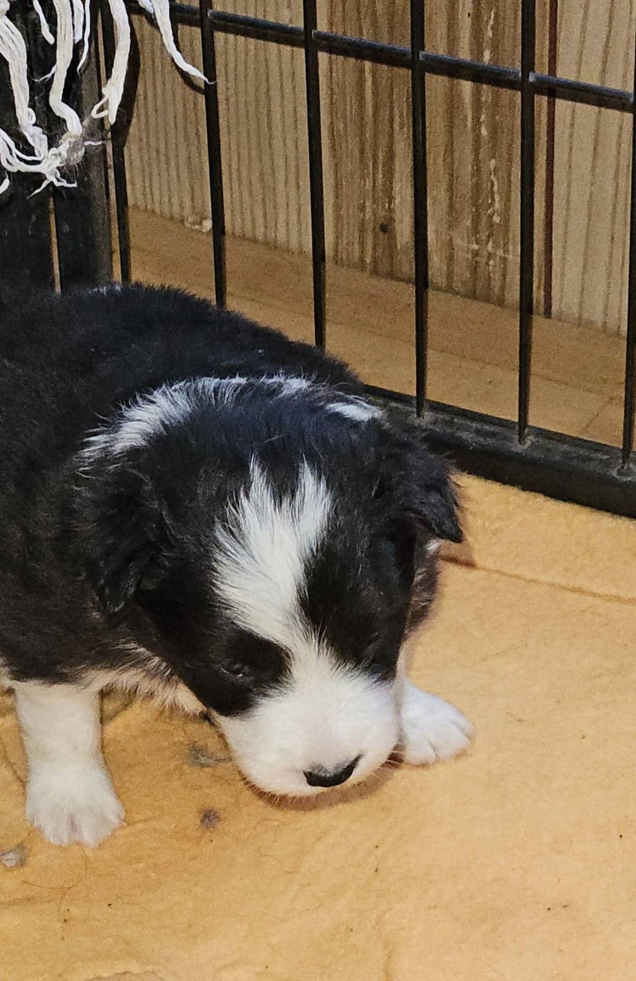 Chiot border collie troisième