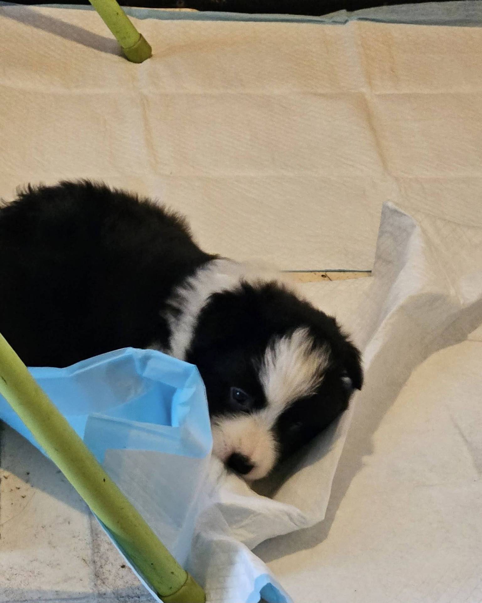 Chiot border collie troisième