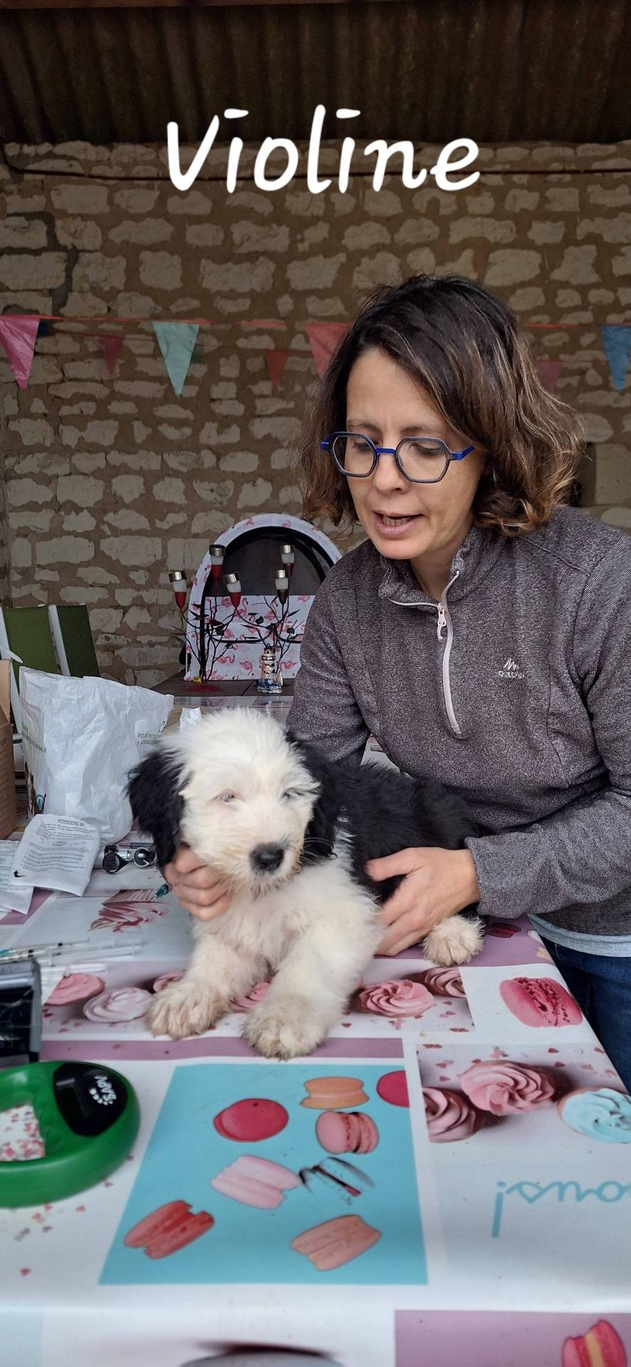 Chiots Bobtail lof première