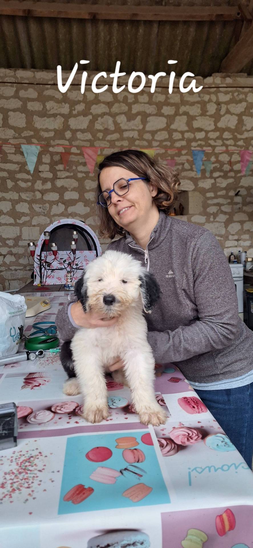 Chiots Bobtail lof troisième