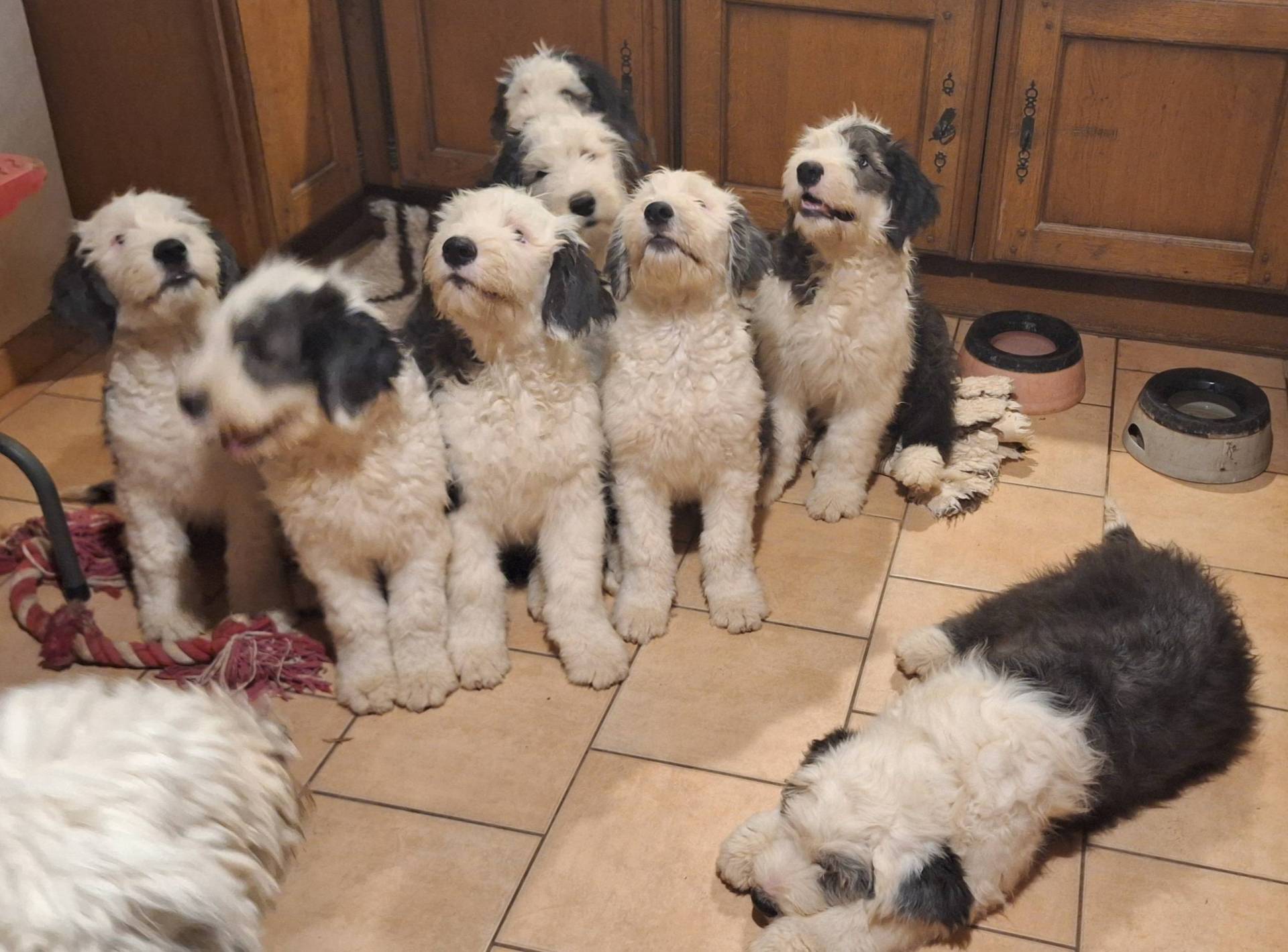 Chiots Bobtail lof deuxième