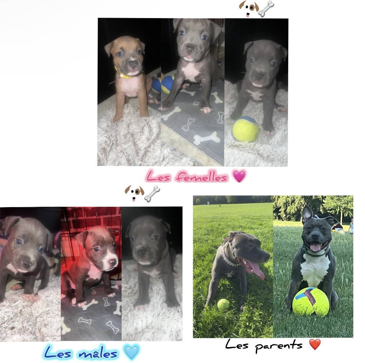 Chiots American Staffordshire Terrier Bleus Lof pure race  cinquième