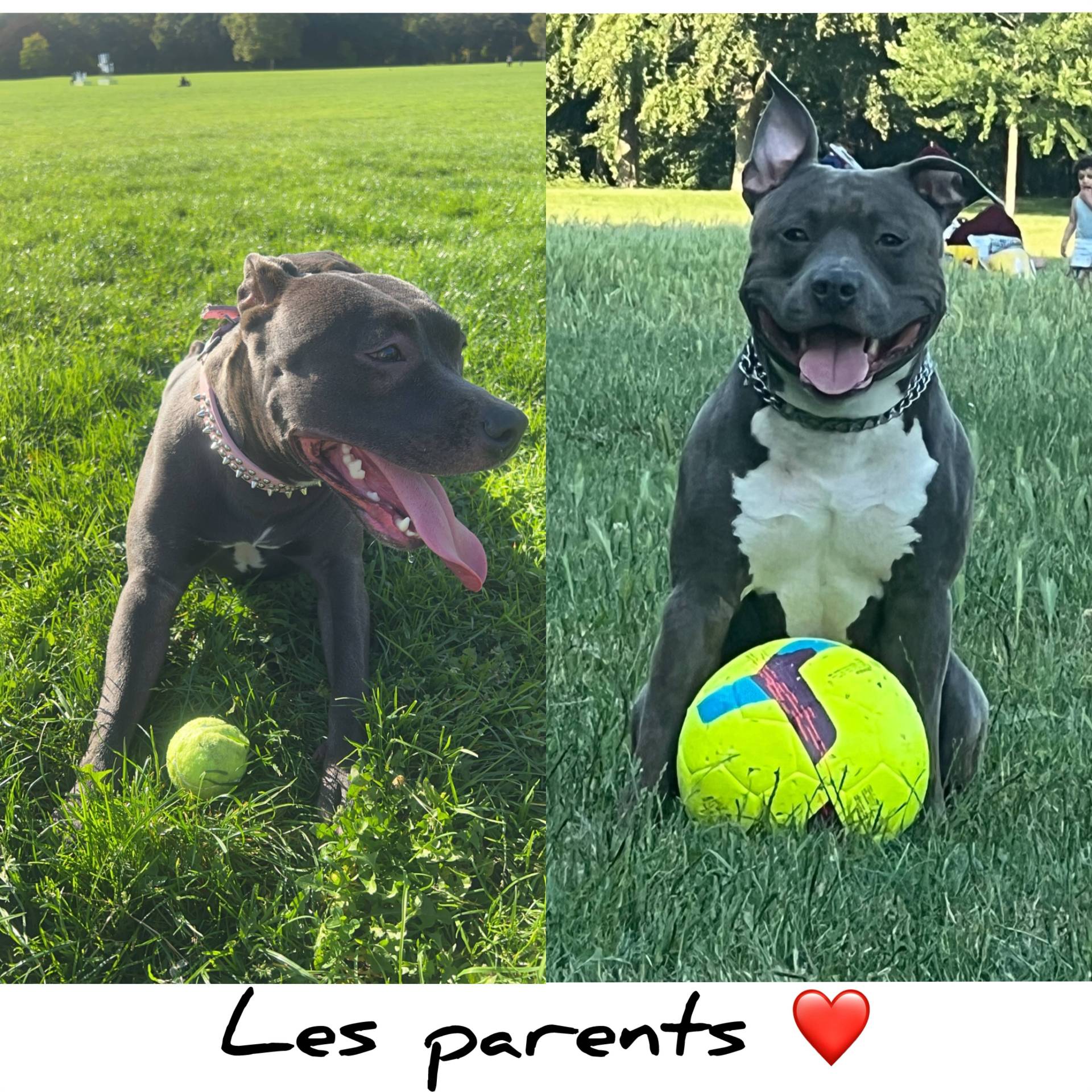 Chiots American Staffordshire Terrier Bleus Lof pure race  quatrième