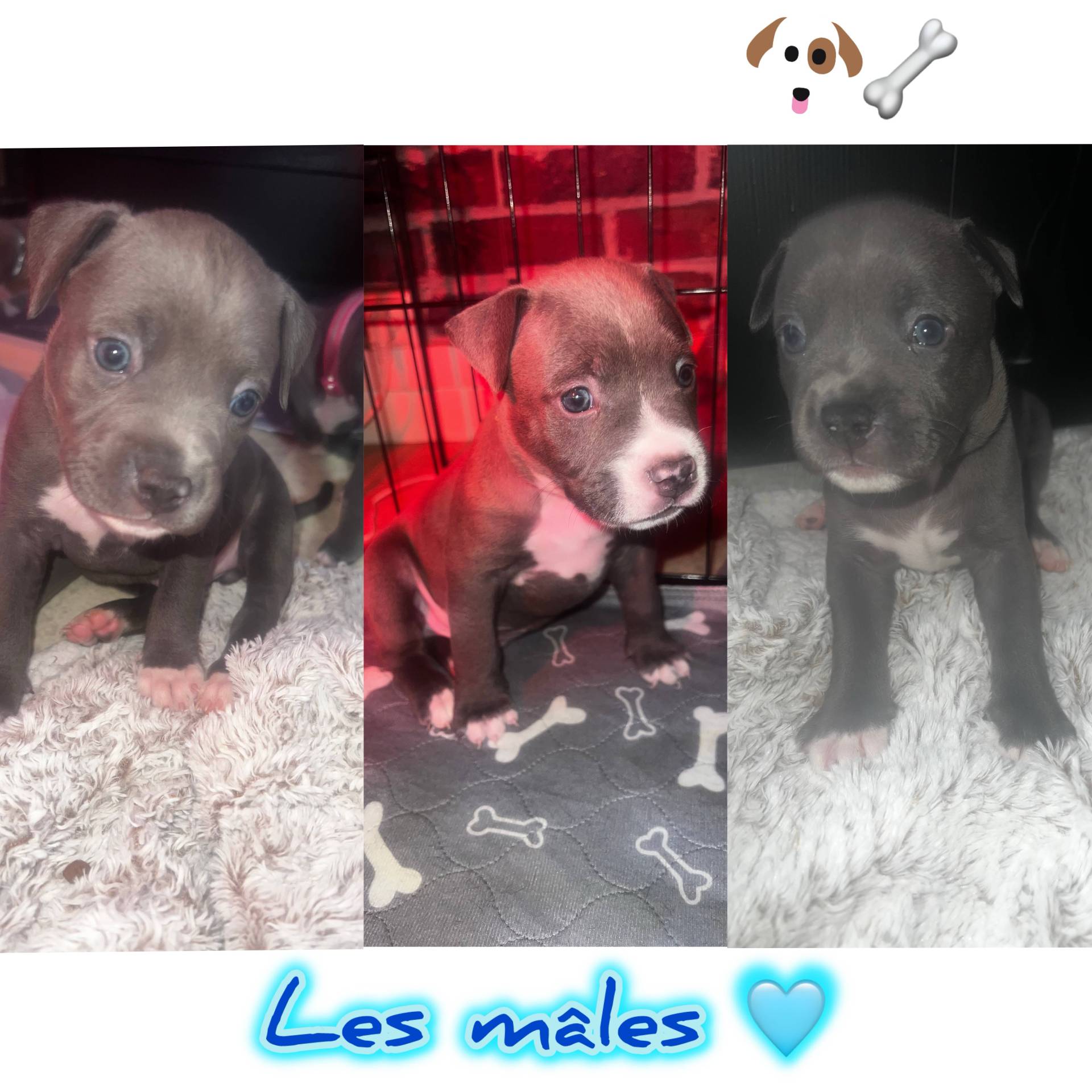 Chiots American Staffordshire Terrier Bleus Lof pure race  cinquième