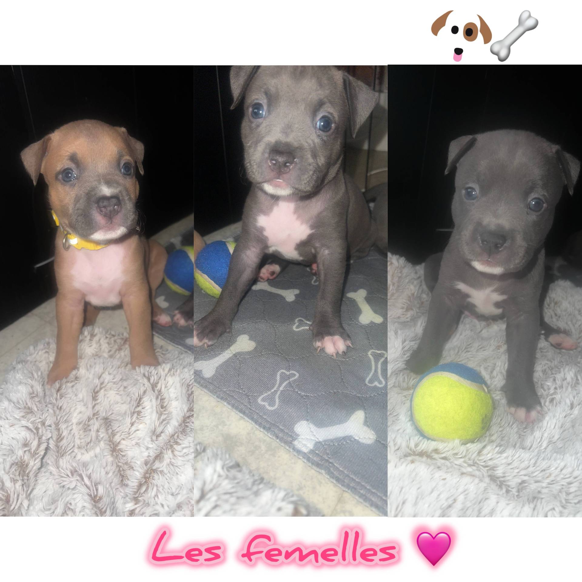 Chiots American Staffordshire Terrier Bleus Lof pure race  deuxième