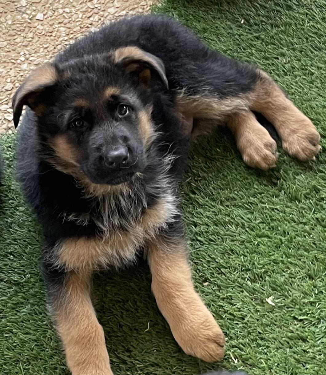 Chiots Disponibles Bergers Allemands Lof troisième