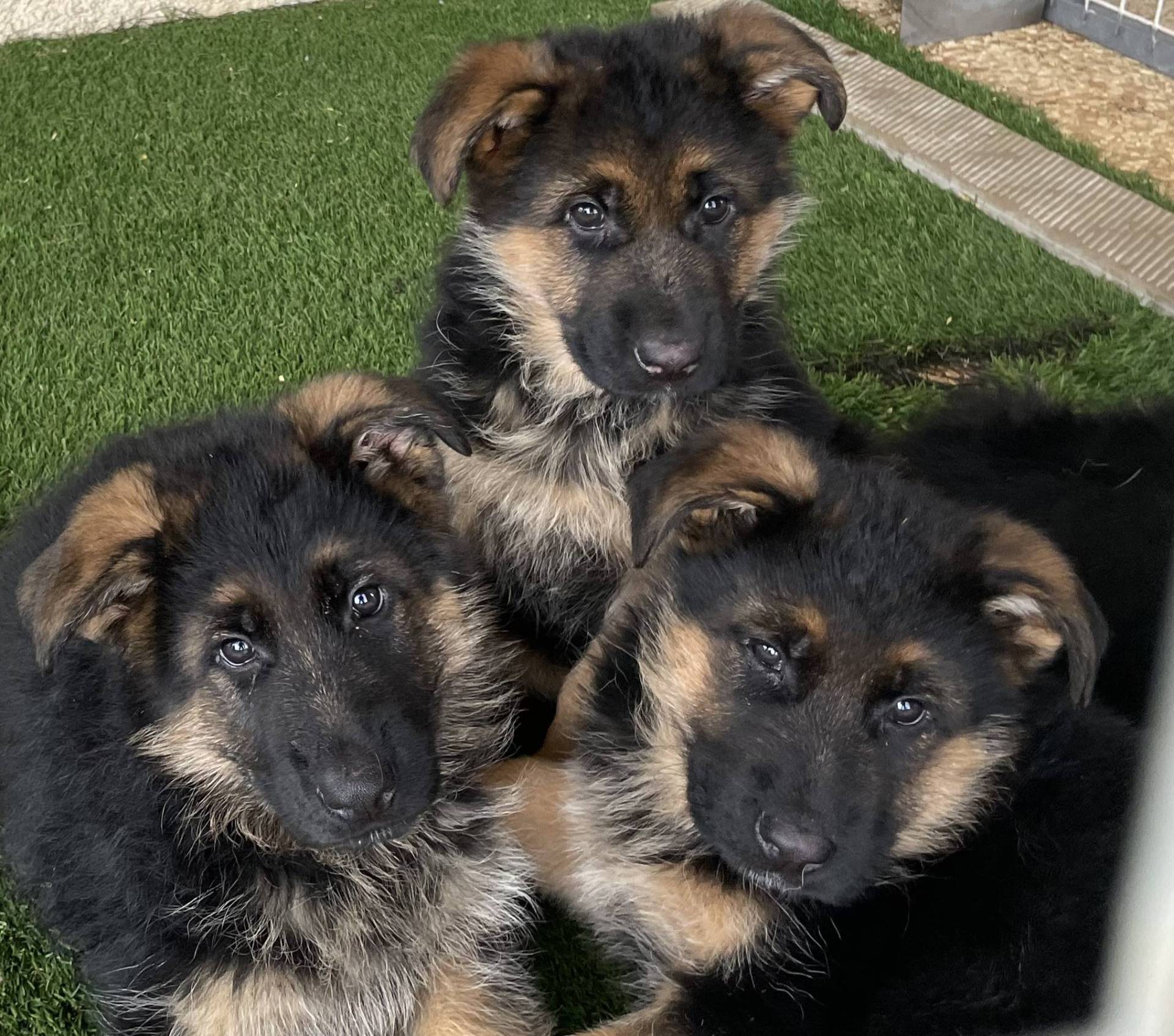 Chiots Disponibles Bergers Allemands Lof deuxième