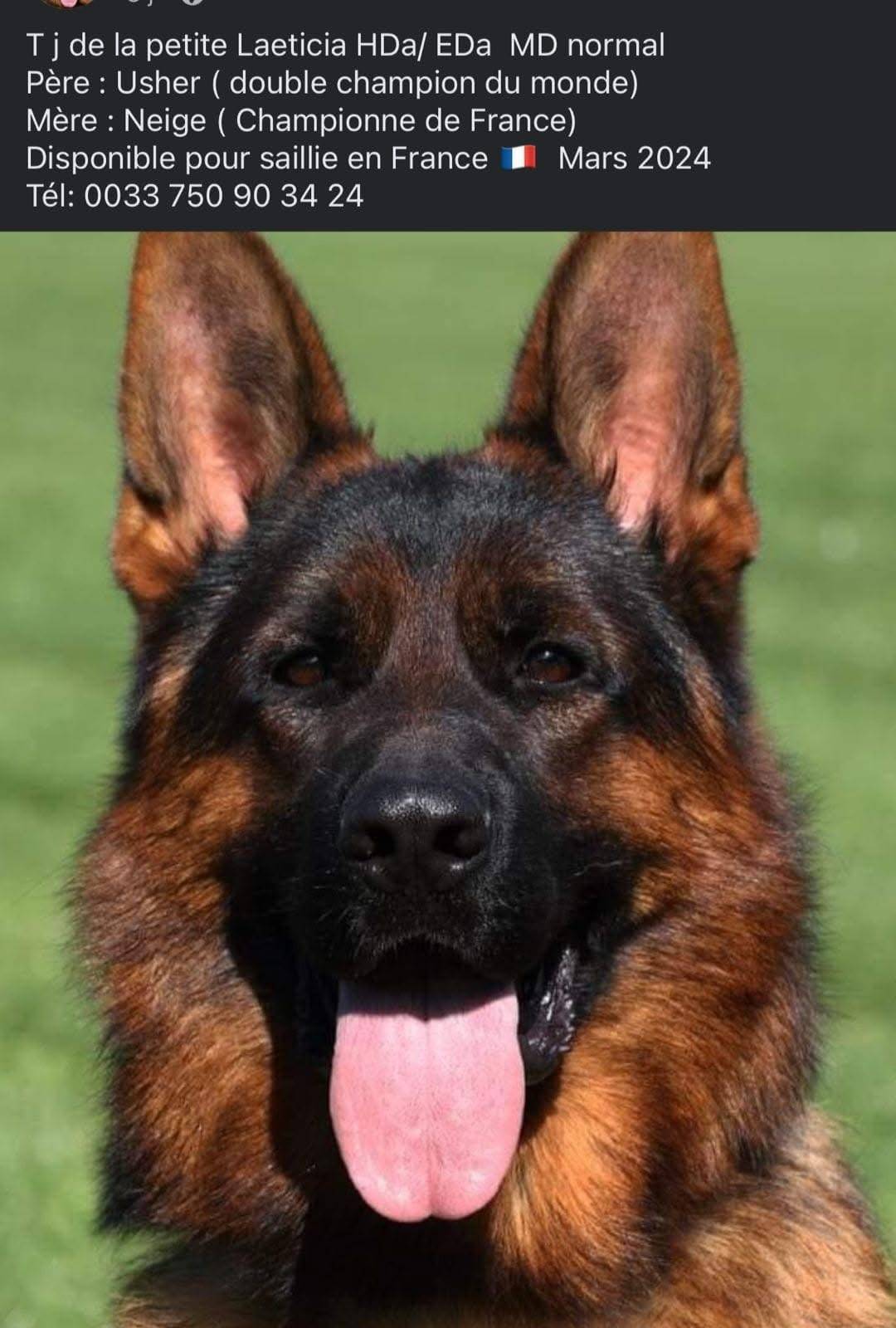Chiots Disponibles Bergers Allemands Lof huitième