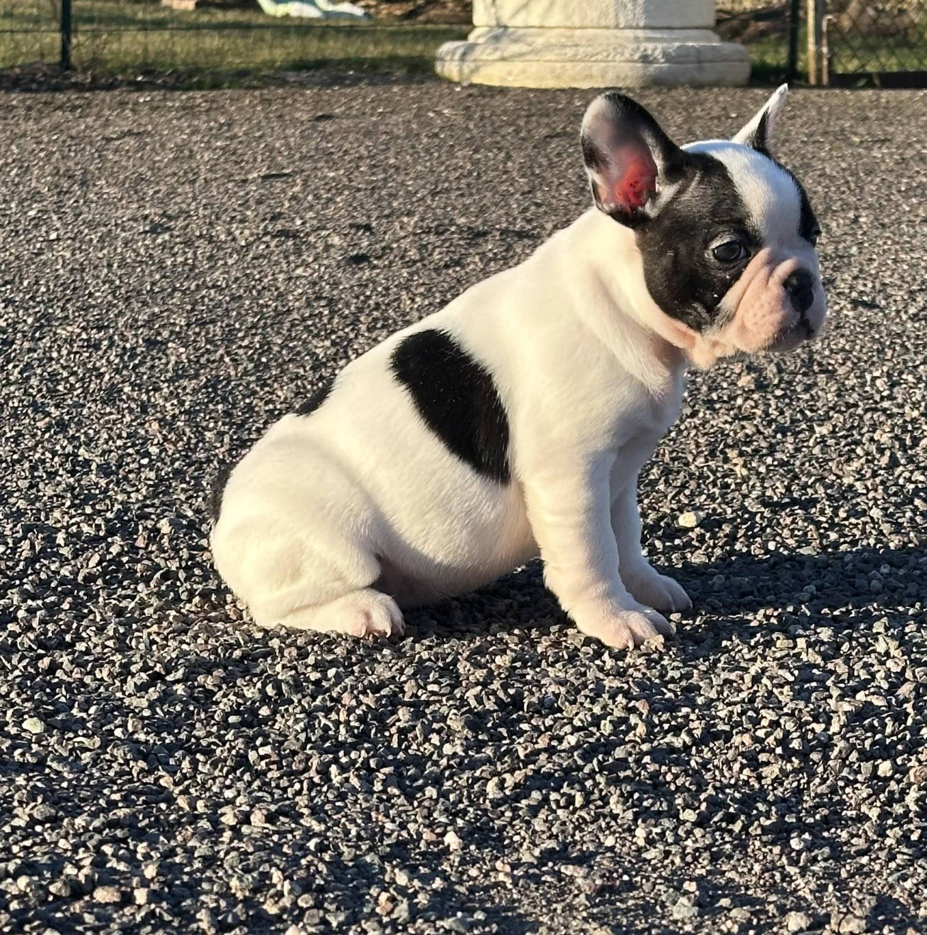 Chiot Bouledogue Français Lof première