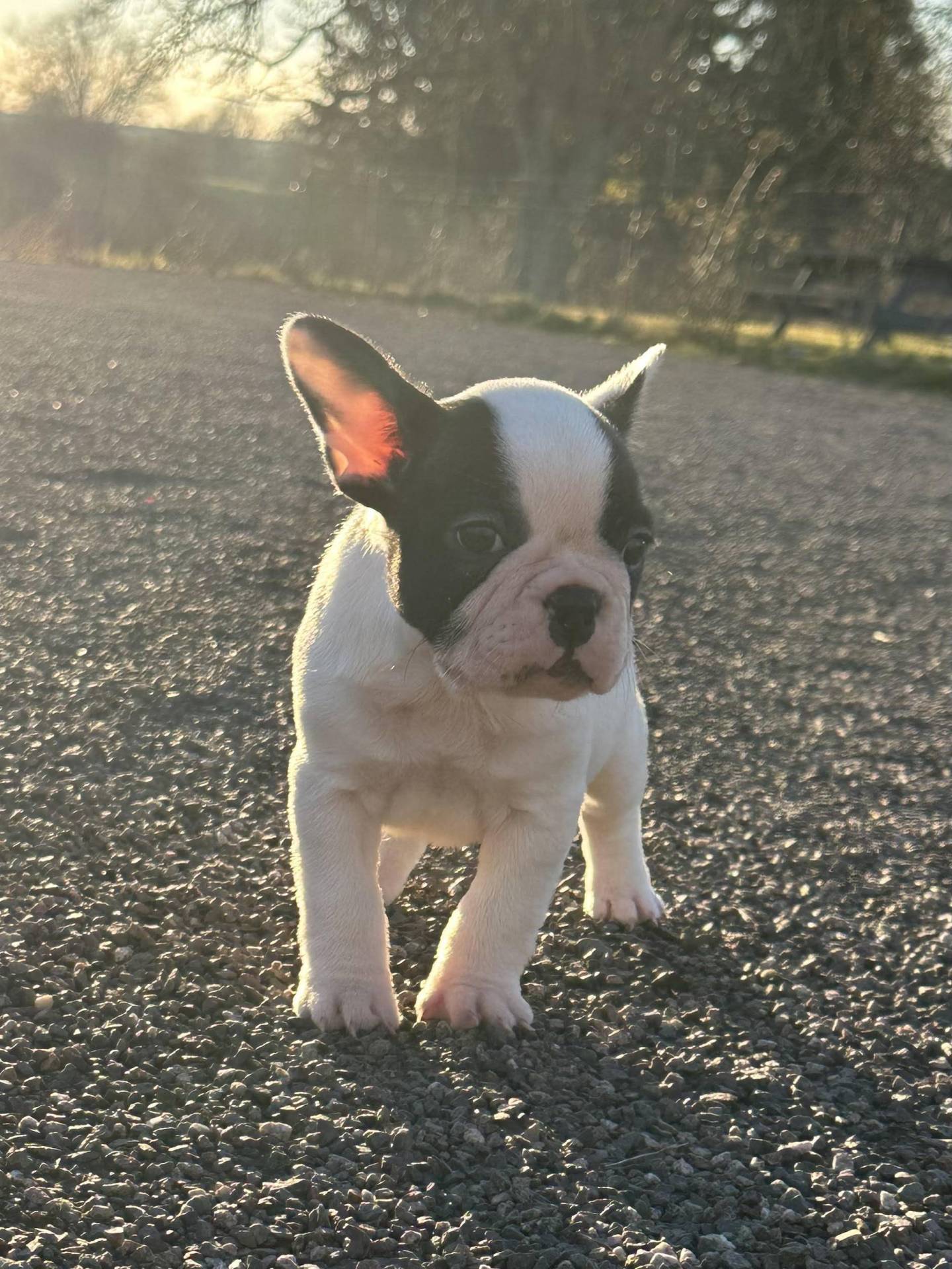 Chiot Bouledogue Français Lof première