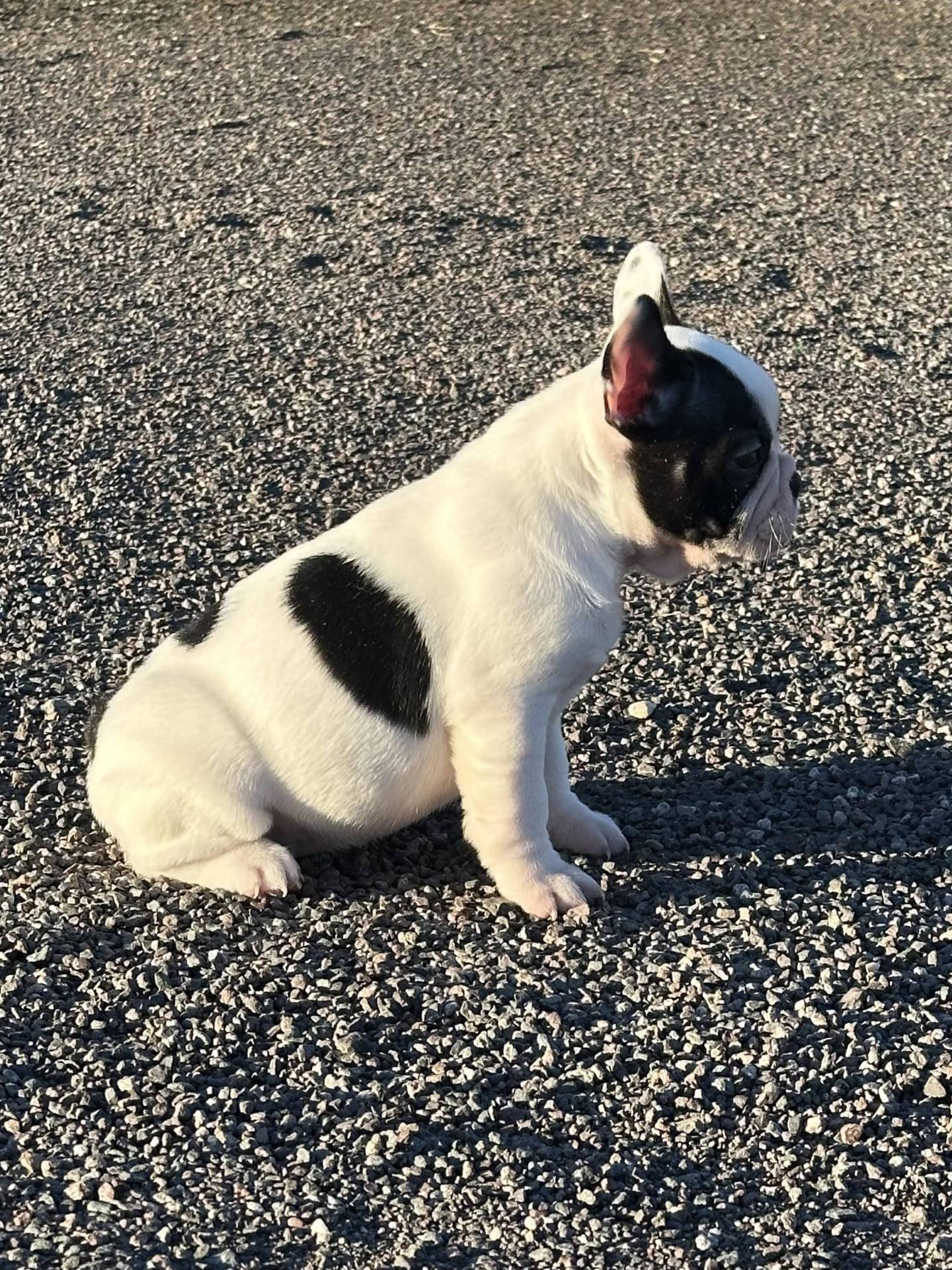 Chiot Bouledogue Français Lof neuvième