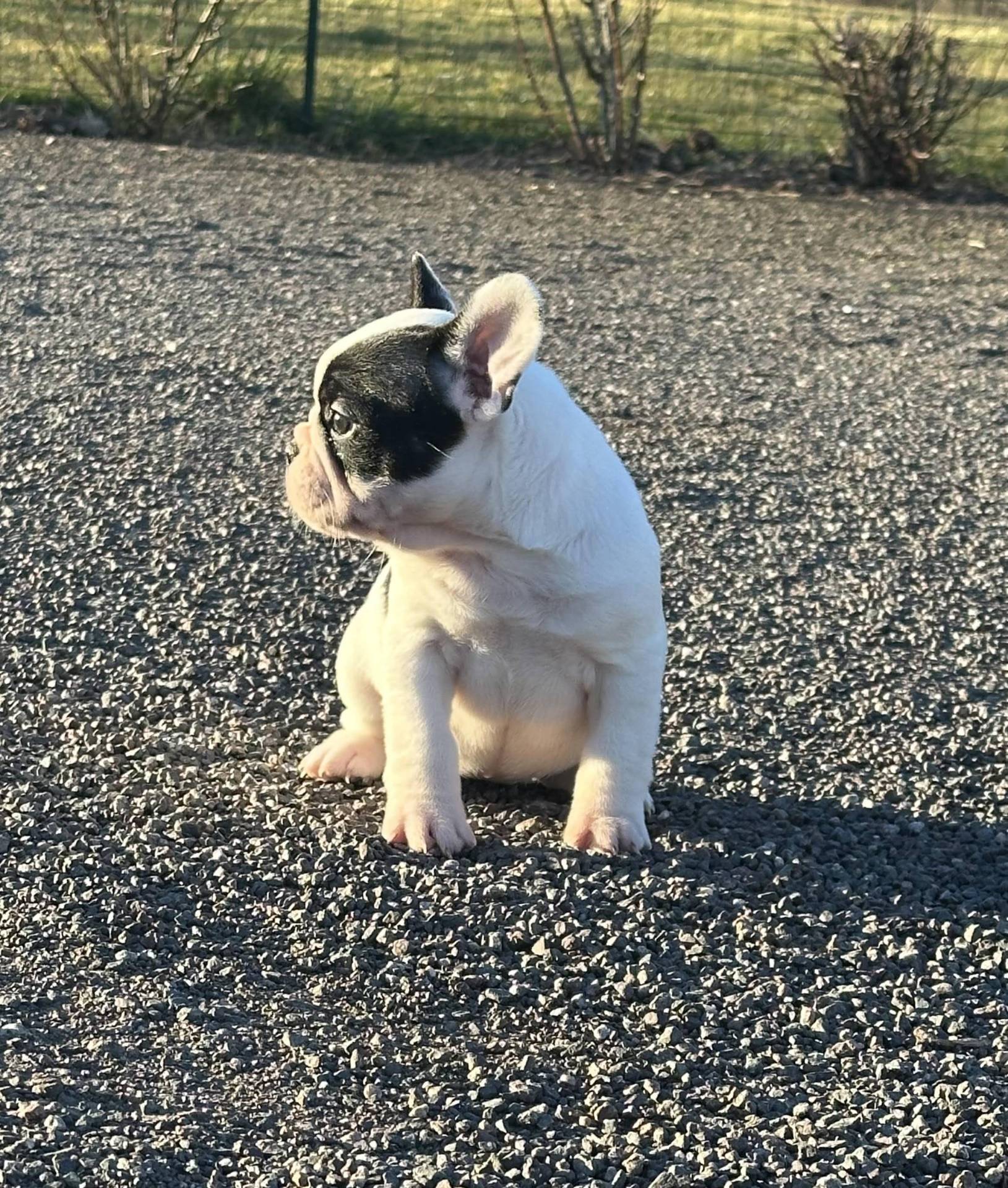 Chiot Bouledogue Français Lof huitième