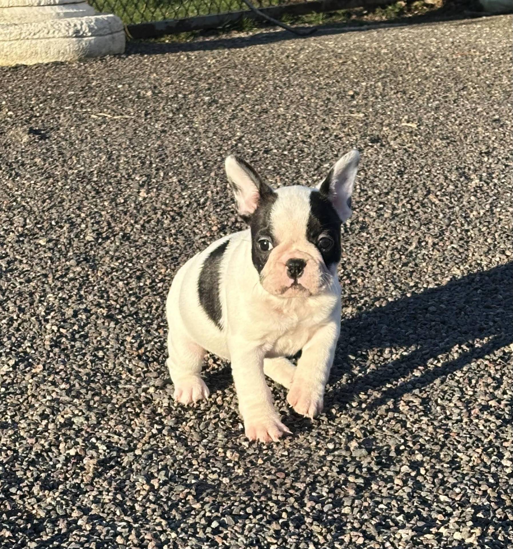 Chiot Bouledogue Français Lof huitième