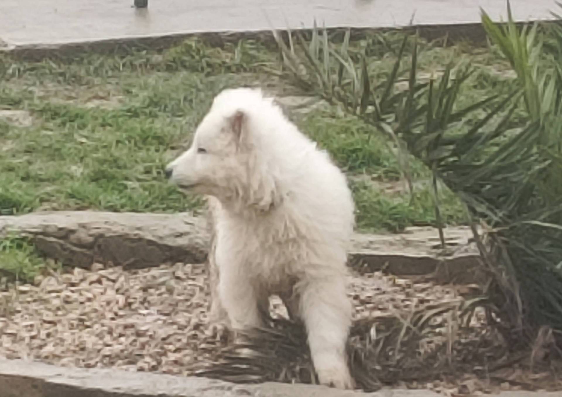 Chiot berger blanc suisse Lof septième