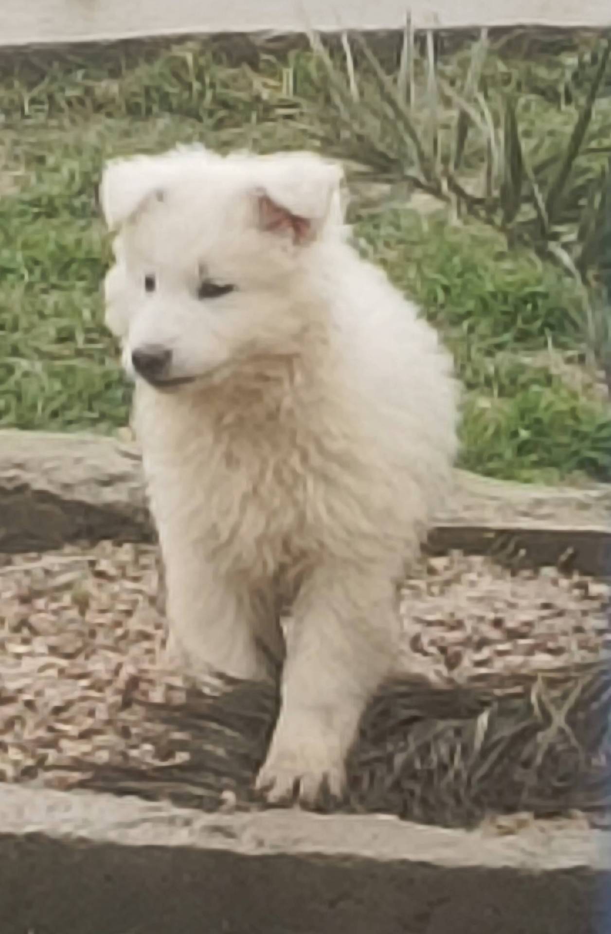 Chiot berger blanc suisse Lof neuvième