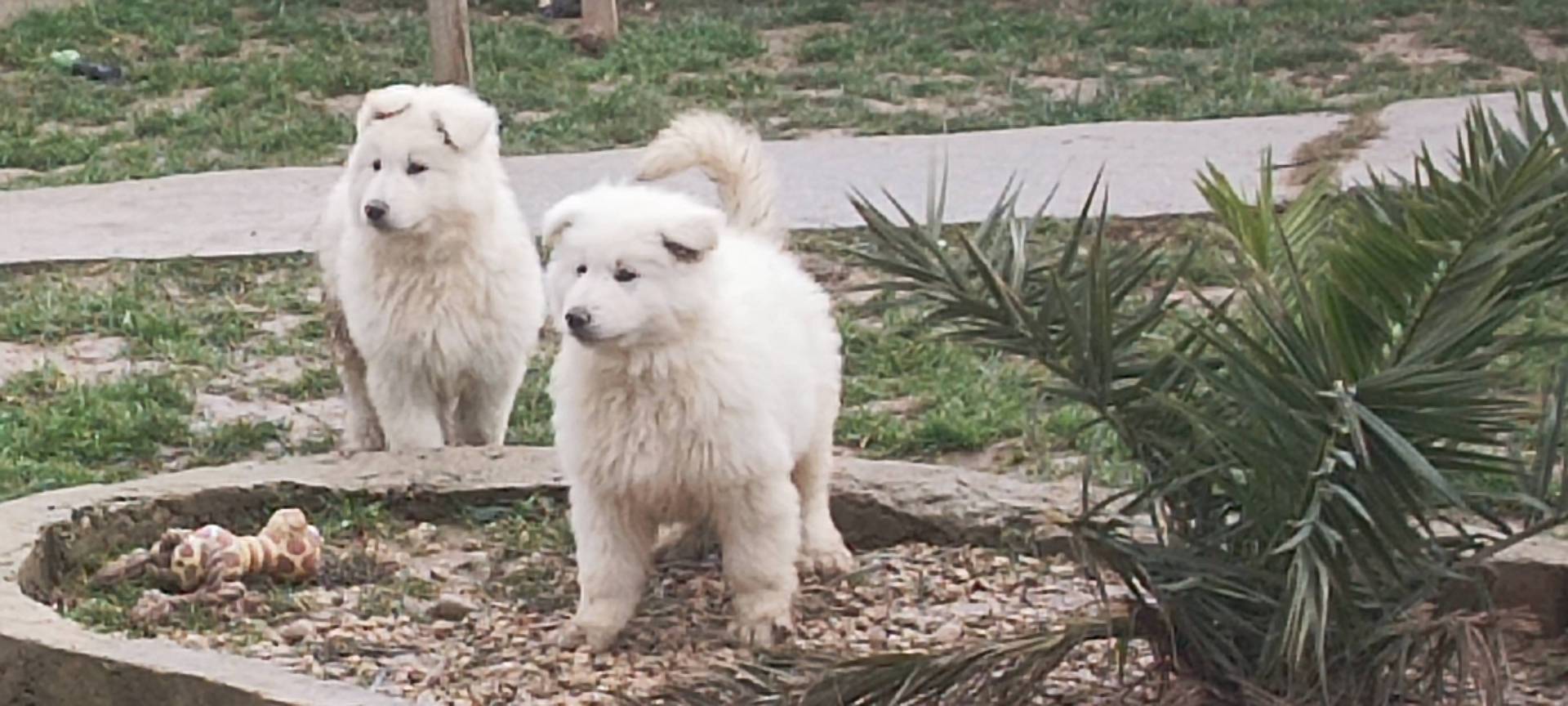 Chiot berger blanc suisse Lof septième