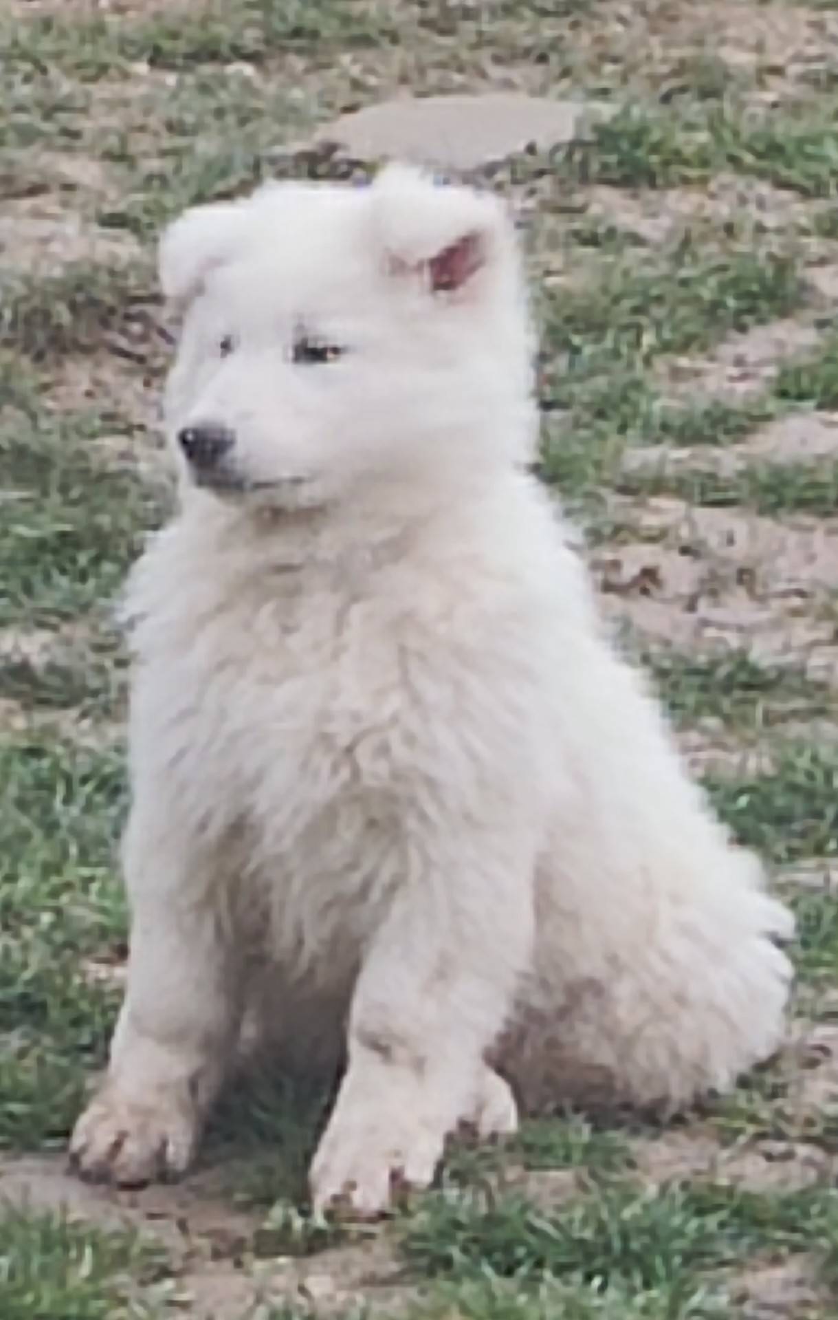 Chiot berger blanc suisse Lof sixième