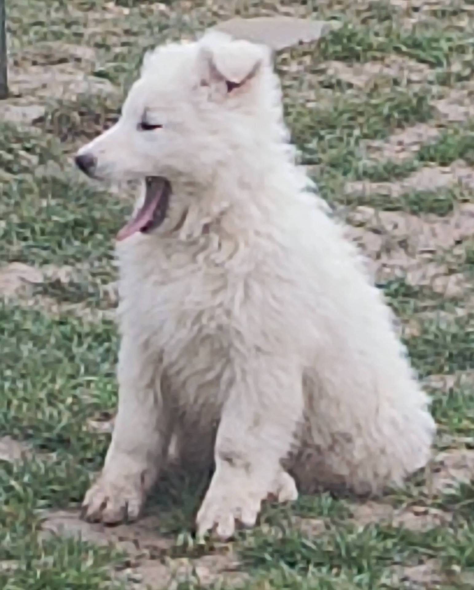 Chiot berger blanc suisse Lof troisième