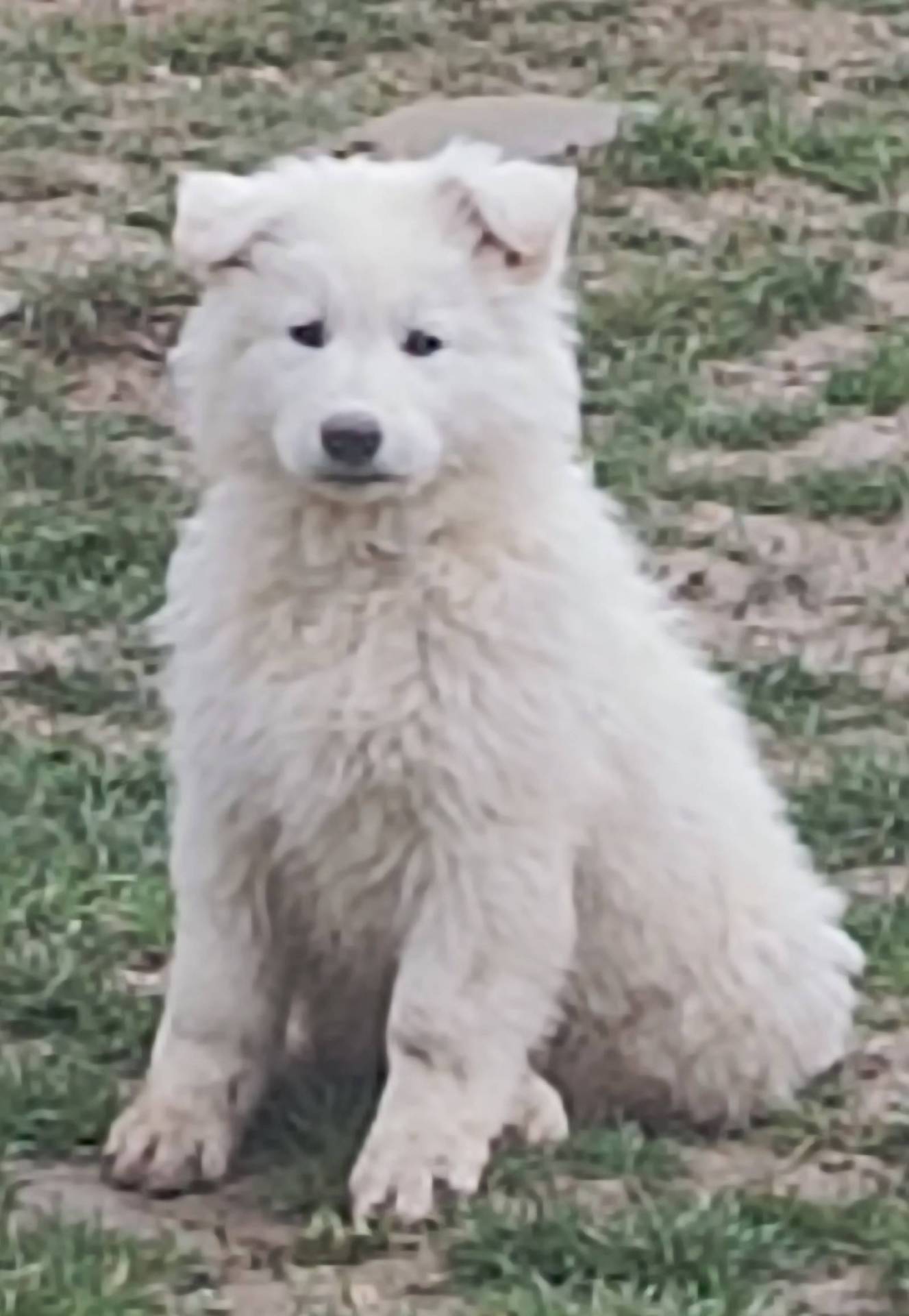 Chiot berger blanc suisse Lof quatrième