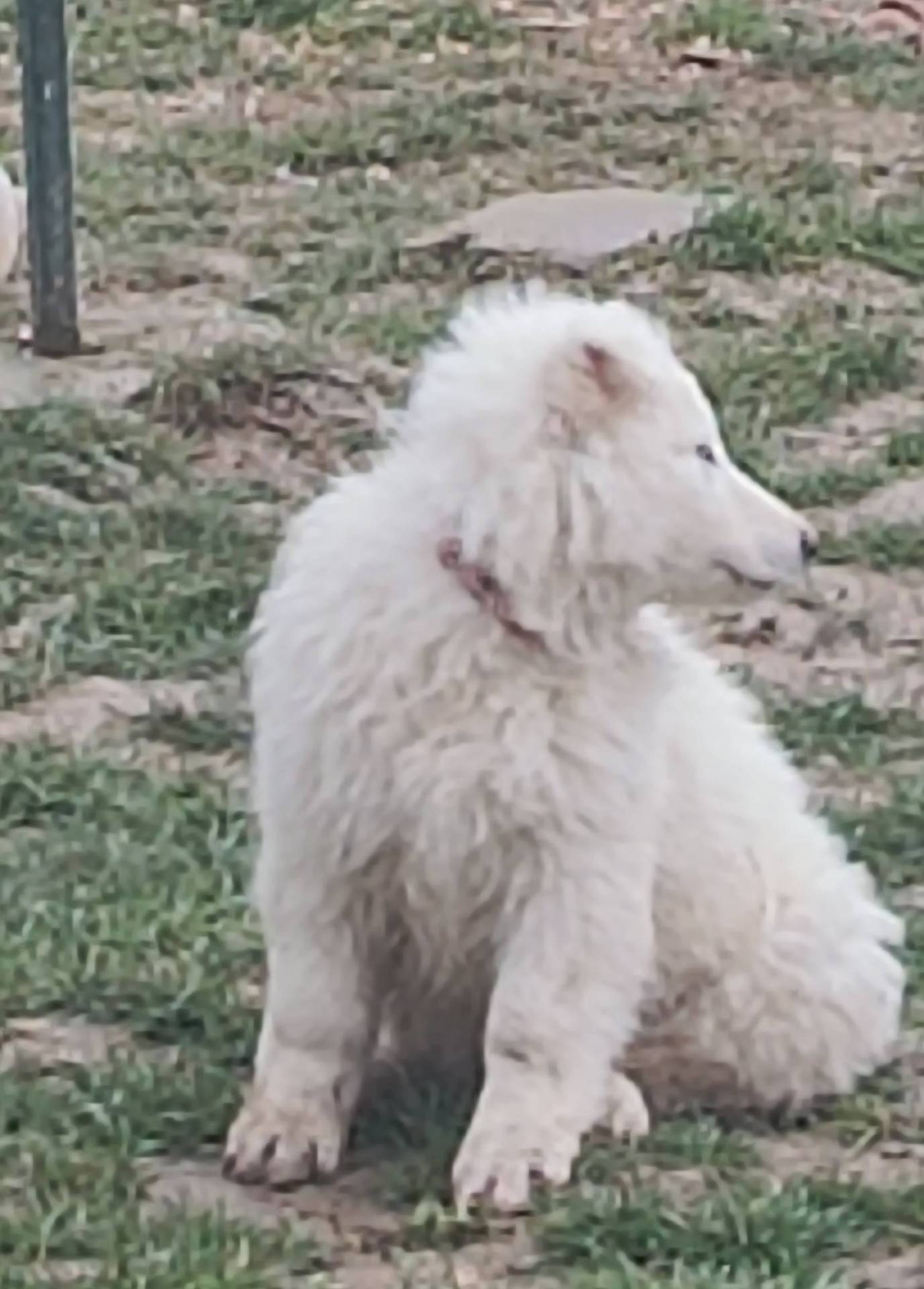 Chiot berger blanc suisse Lof neuvième