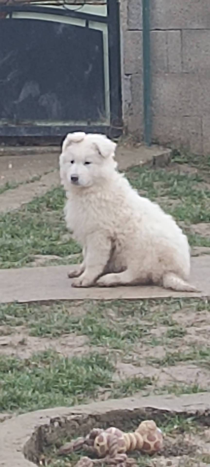 Chiot berger blanc suisse Lof première