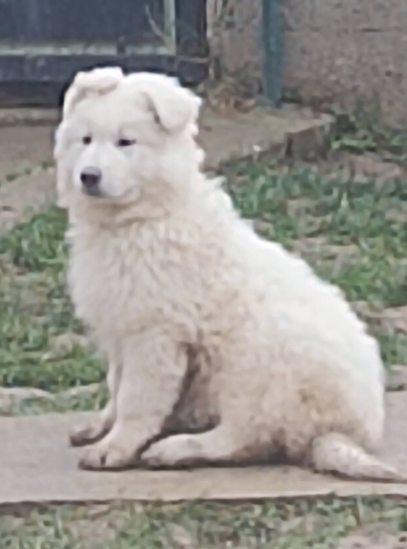 Chiot berger blanc suisse Lof troisième