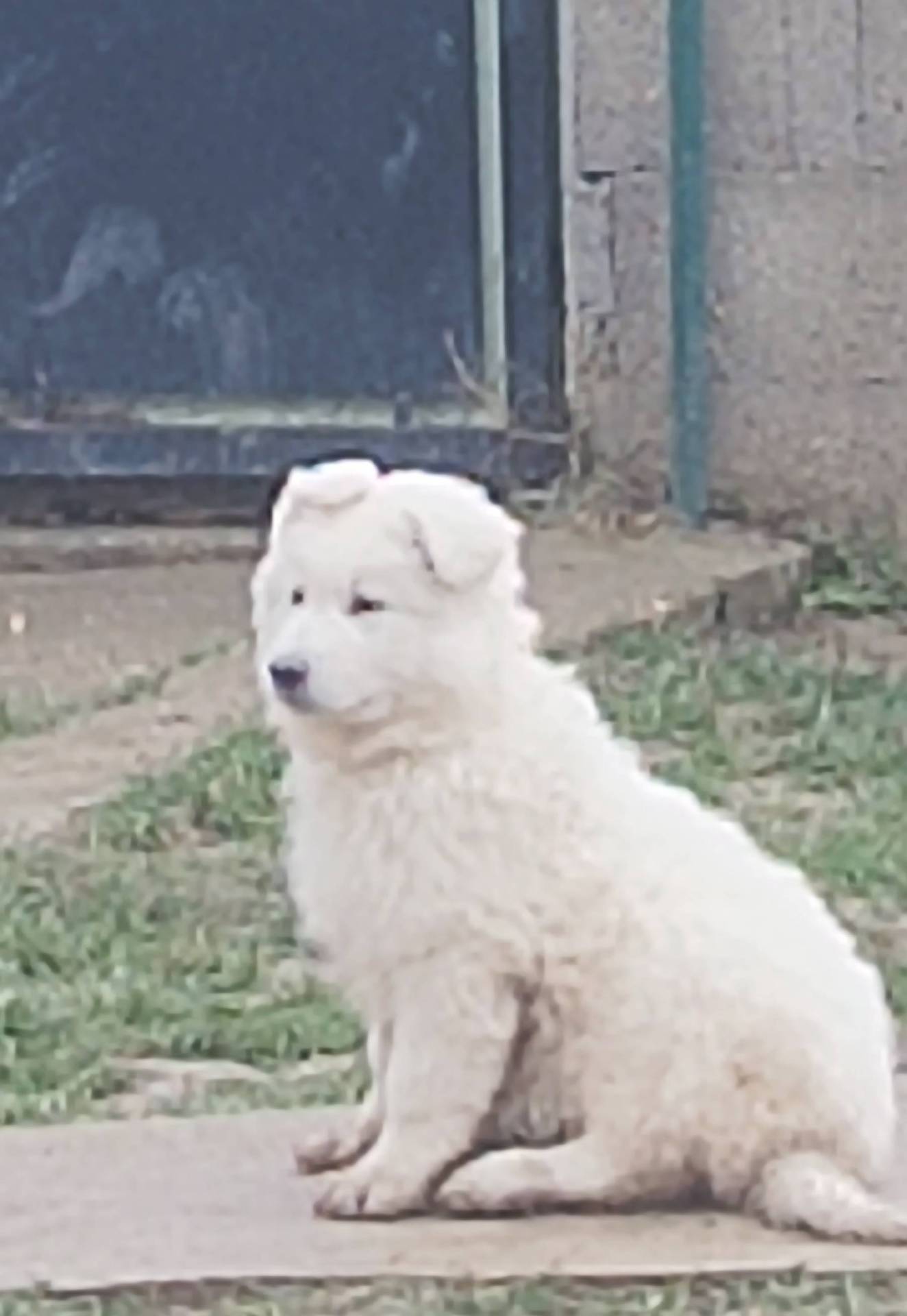 Chiot berger blanc suisse Lof sixième
