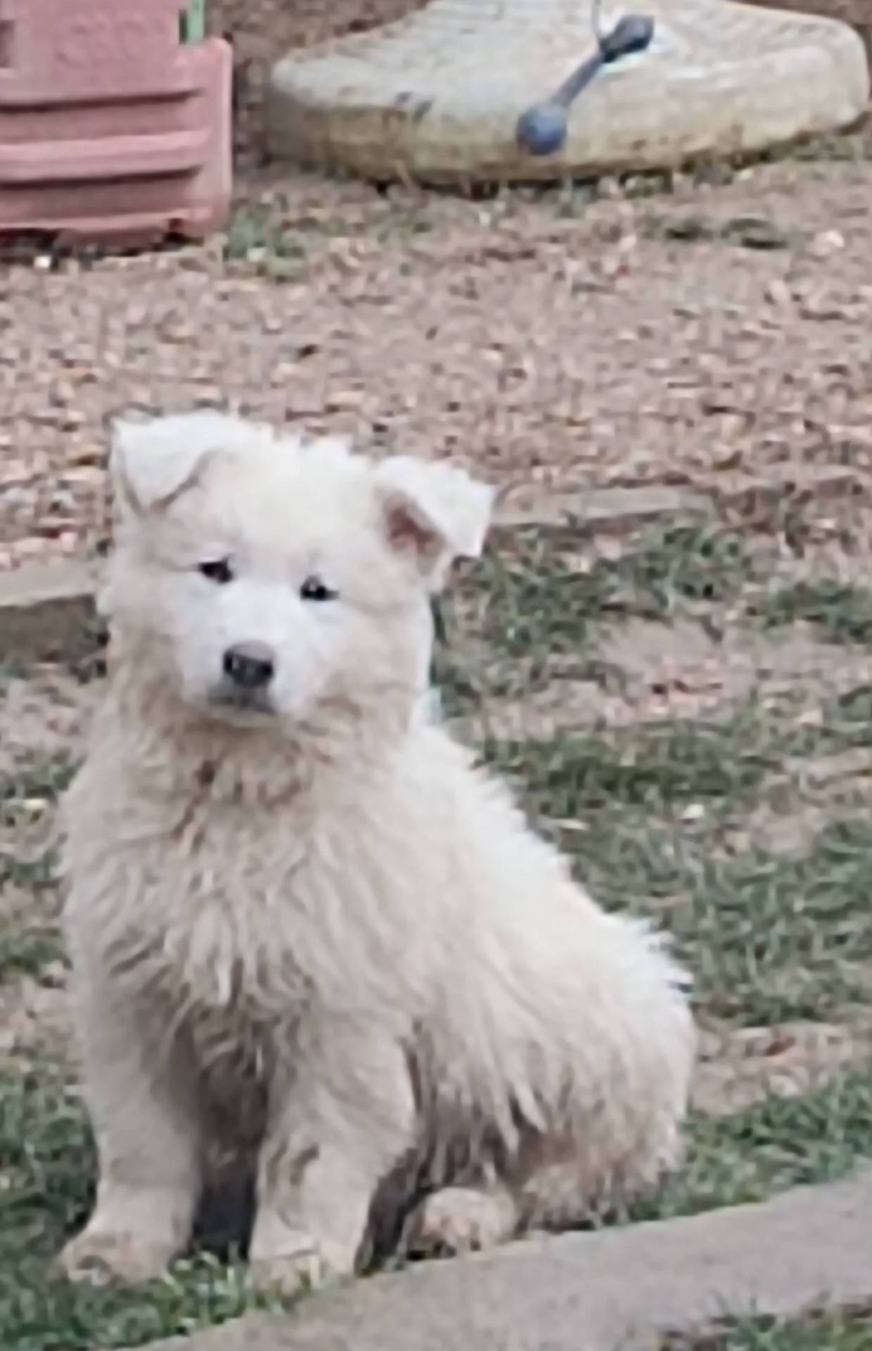 Chiot berger blanc suisse Lof neuvième
