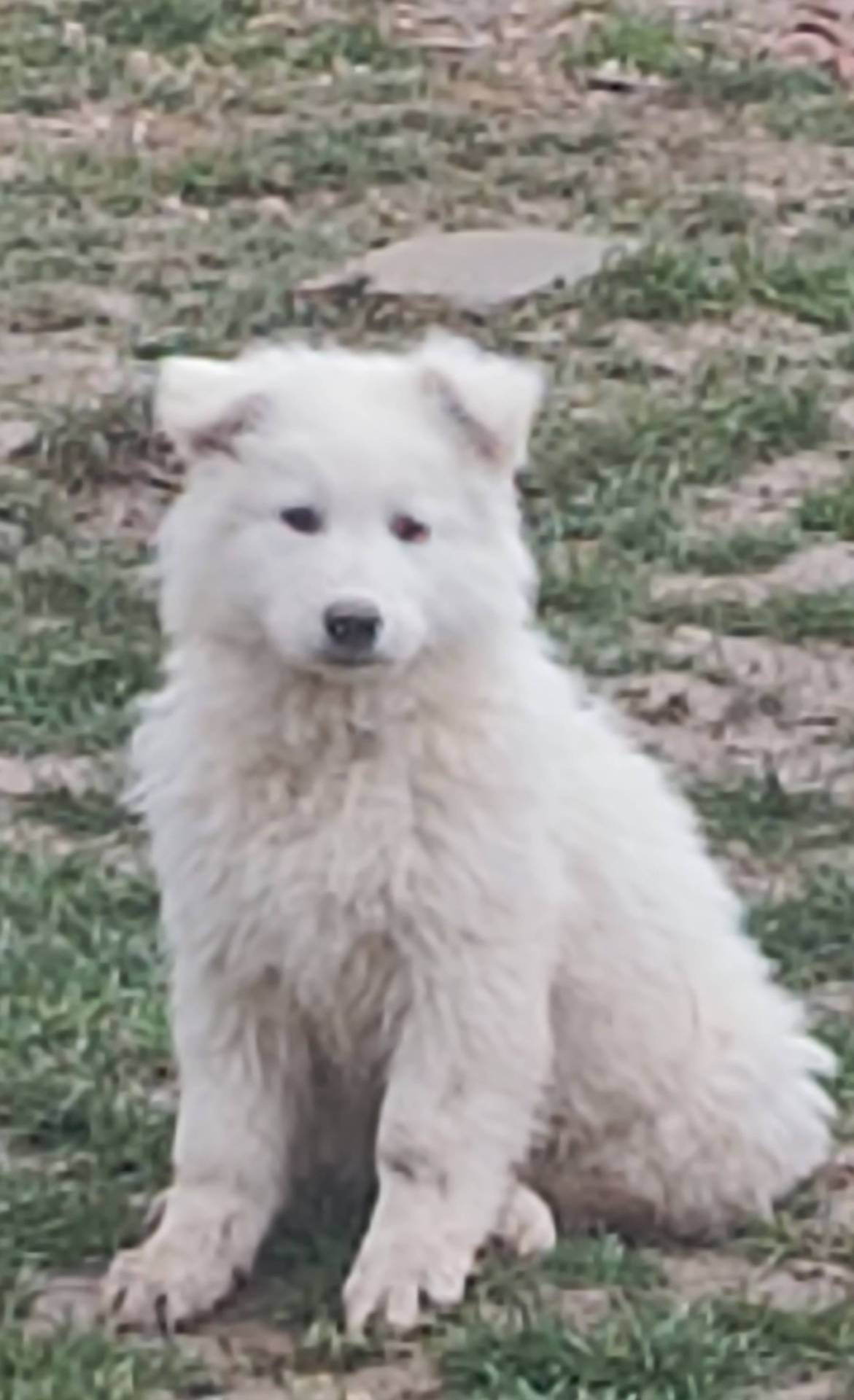 Chiot berger blanc suisse Lof neuvième