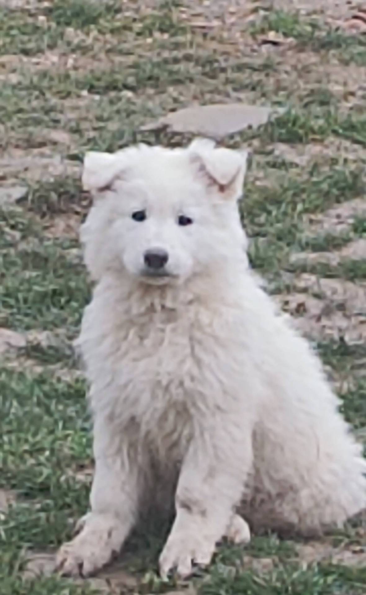 Chiot berger blanc suisse Lof troisième