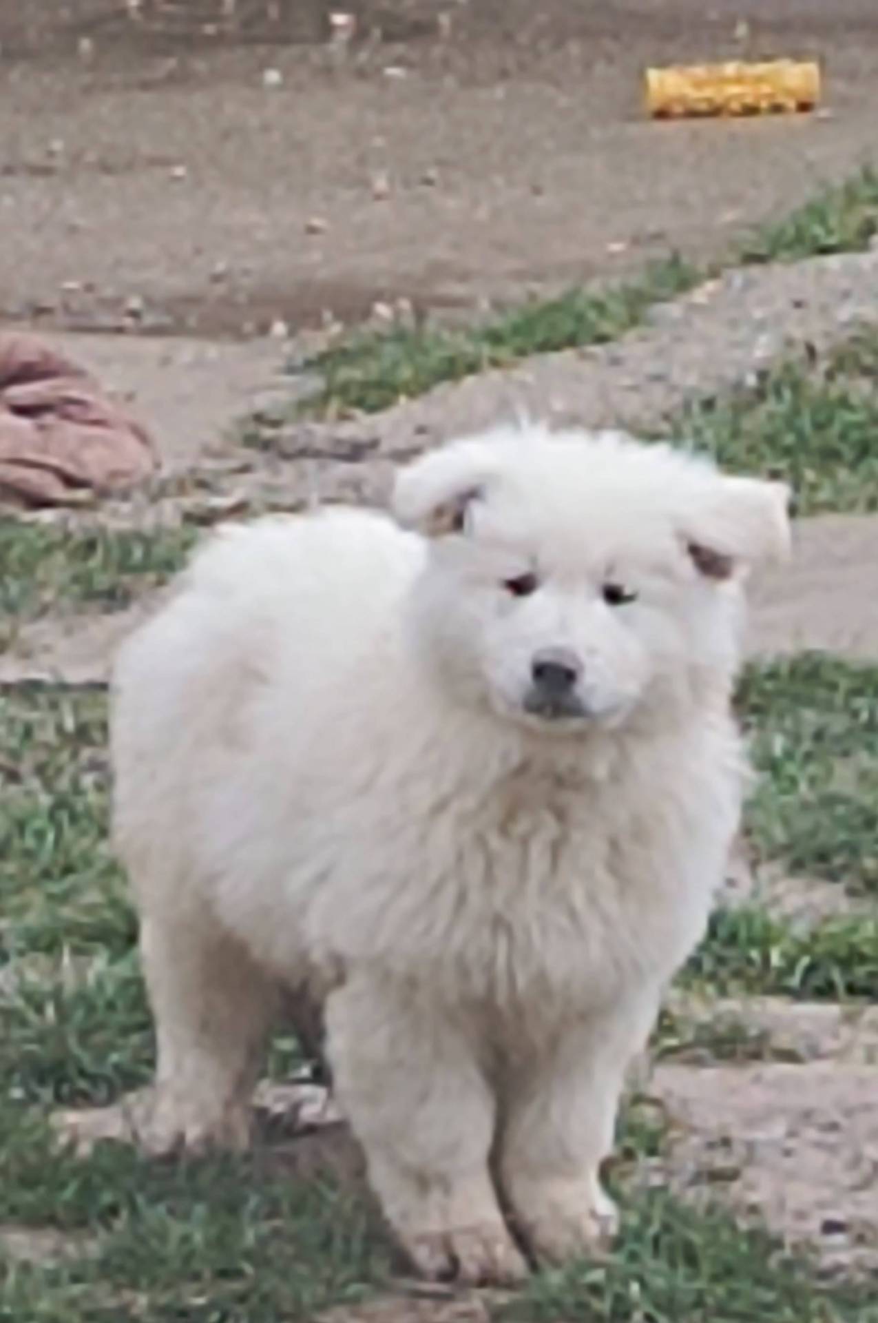 Chiot berger blanc suisse Lof neuvième