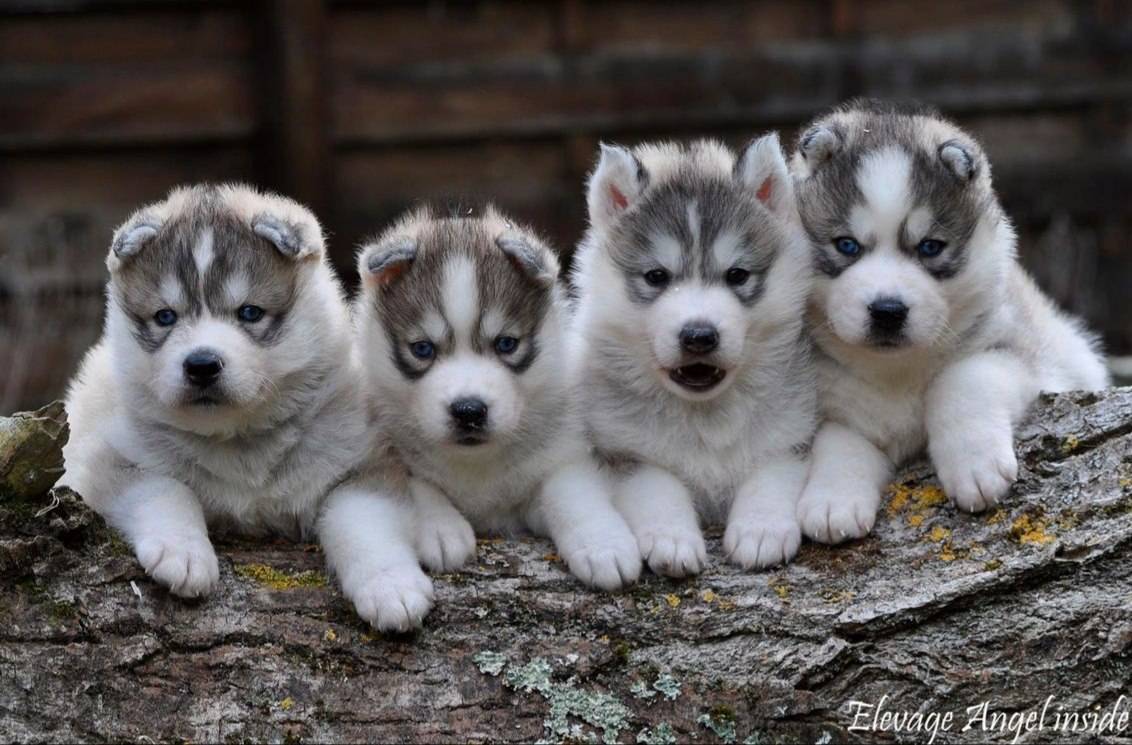 Superbes chiots husky Lof première