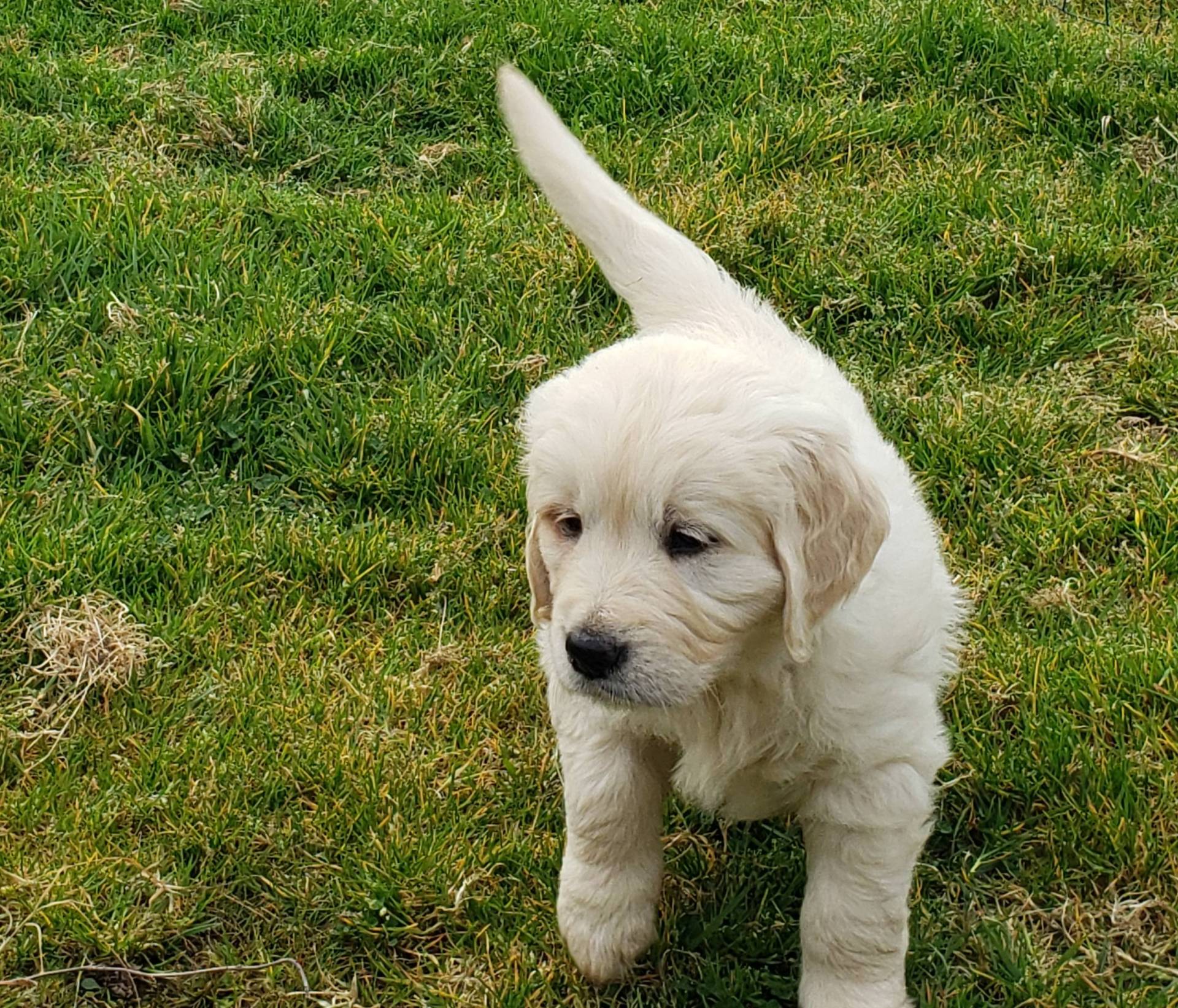 Chiot femelle golden Retriever Lof  disponible troisième