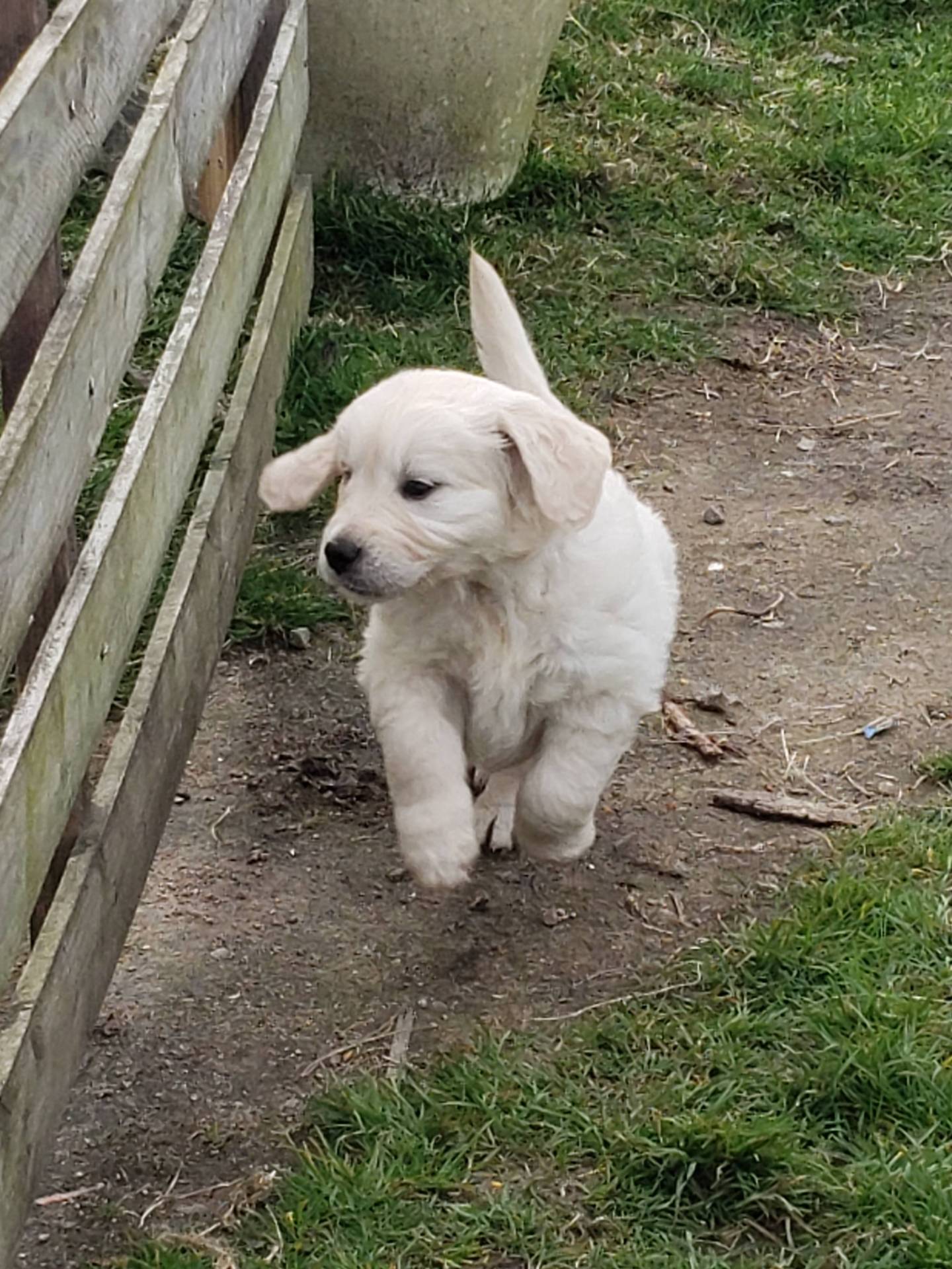 Chiot femelle golden Retriever Lof  disponible première
