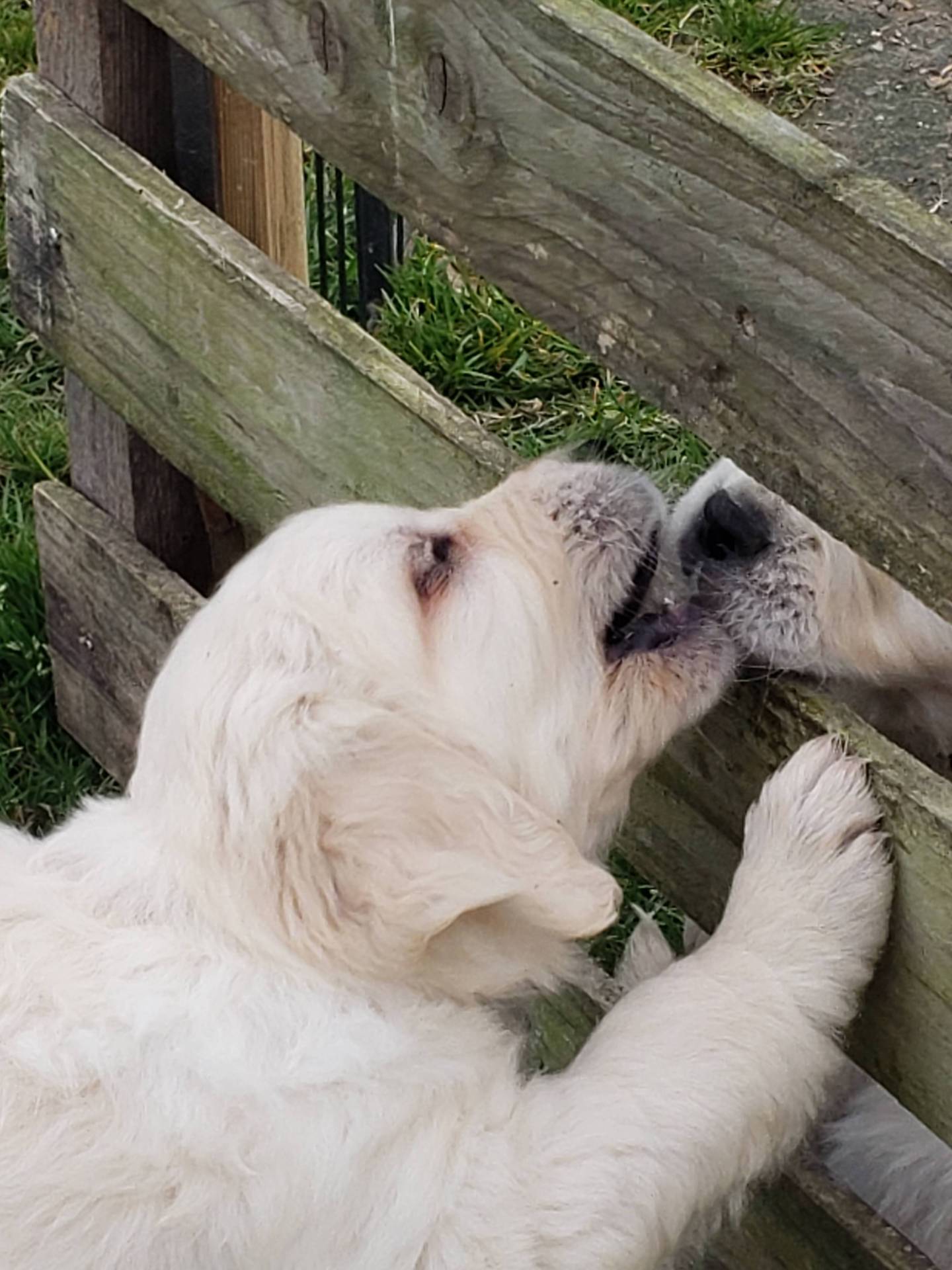 Chiot femelle golden Retriever Lof  disponible troisième