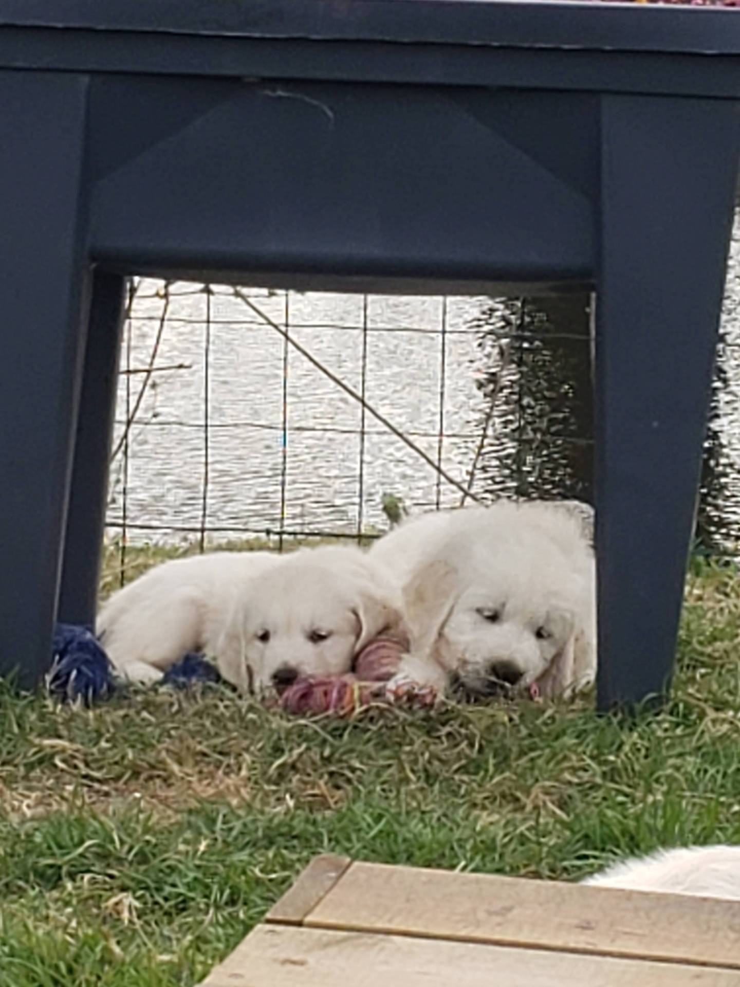 Chiot femelle golden Retriever Lof  disponible quatrième