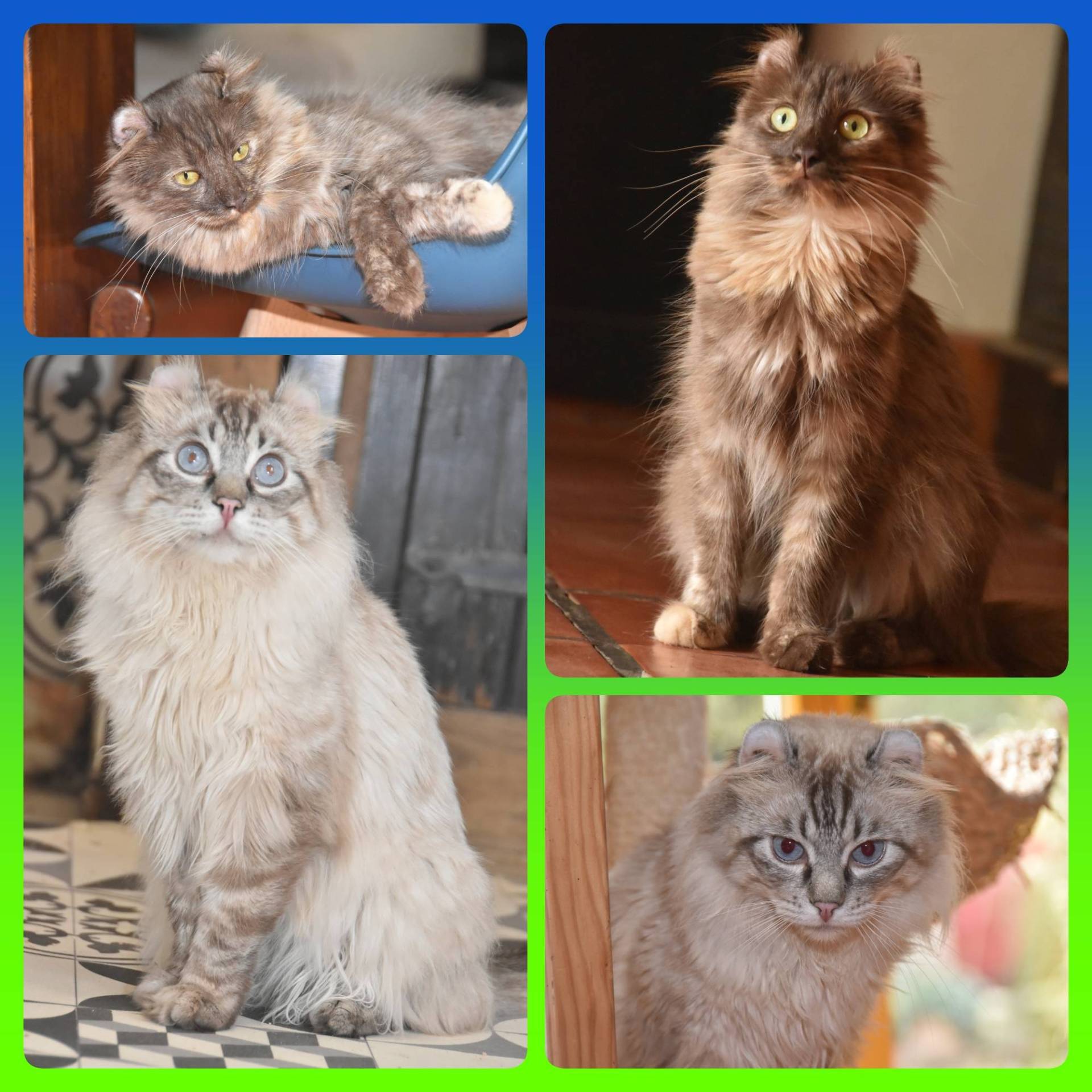 A réserver chatons American Curl deuxième