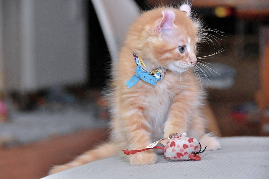 A réserver chatons American Curl troisième