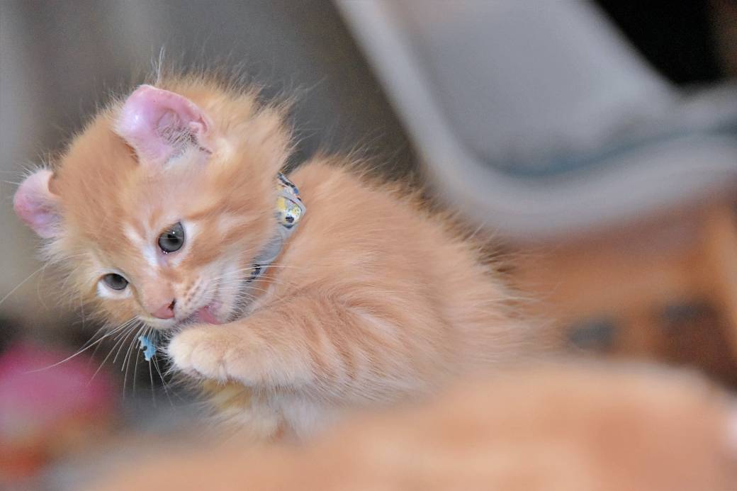 A réserver chatons American Curl troisième