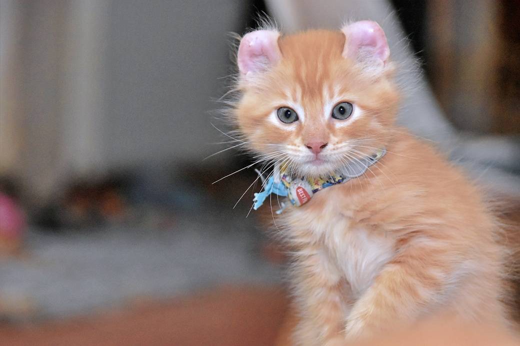 A réserver chatons American Curl quatrième