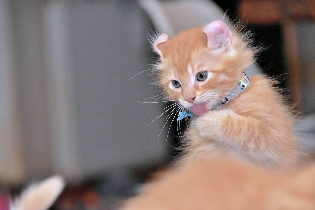 A réserver chatons American Curl troisième