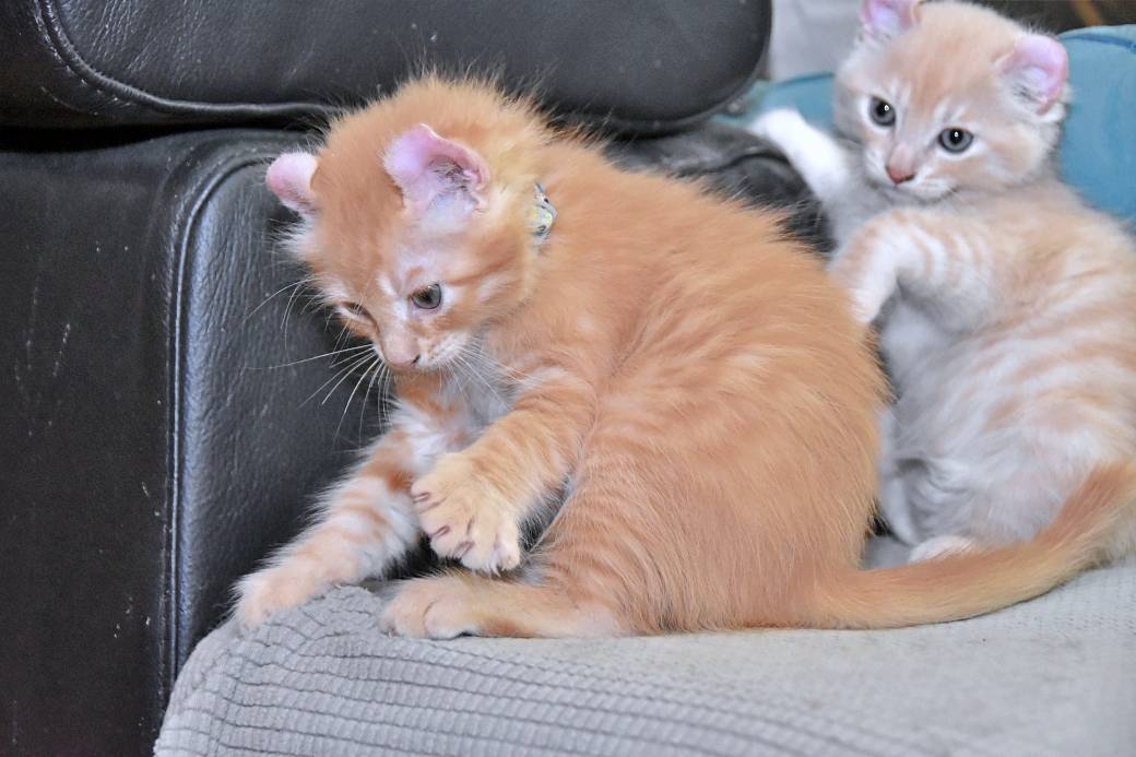 A réserver chatons American Curl sixième
