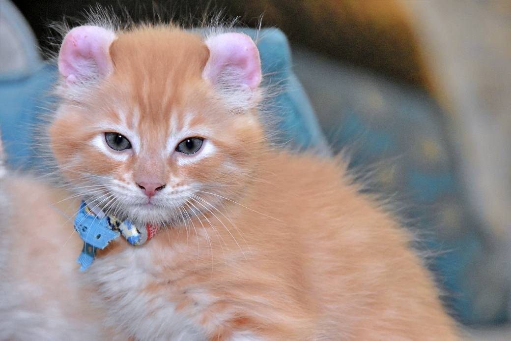 A réserver chatons American Curl cinquième